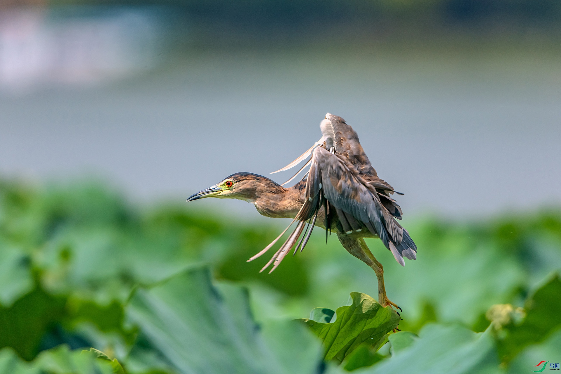_AUU9932ҹ��(24.8.29).jpg