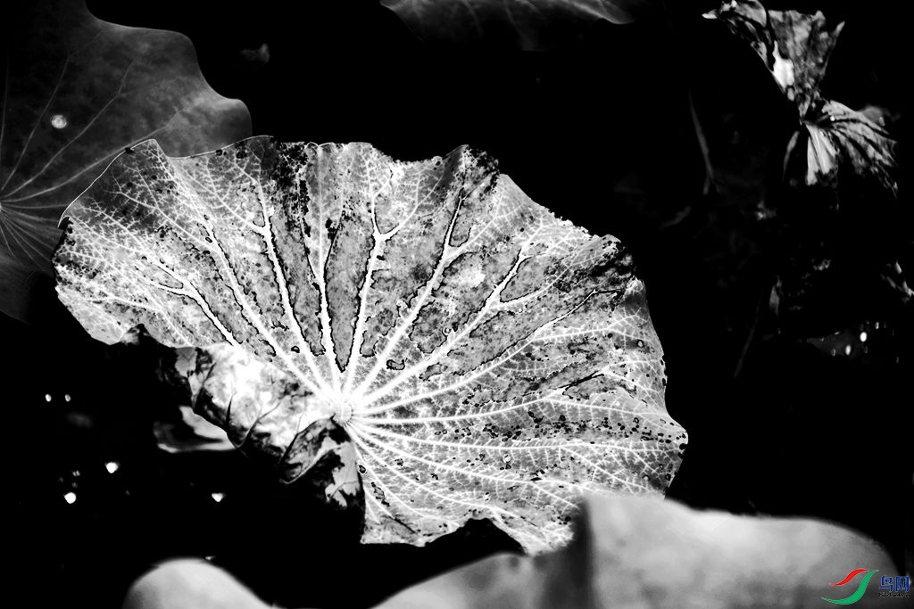 �ڰ׺�Ҷ1          3457.jpg