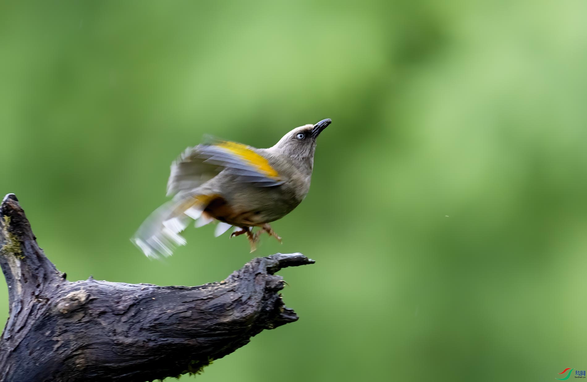 �ȳ�����