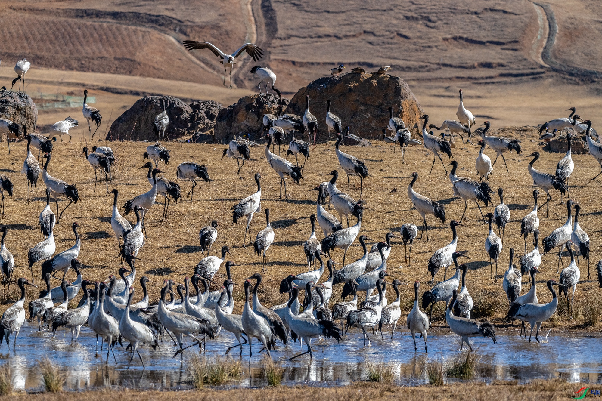 DSC_2889a.jpg
