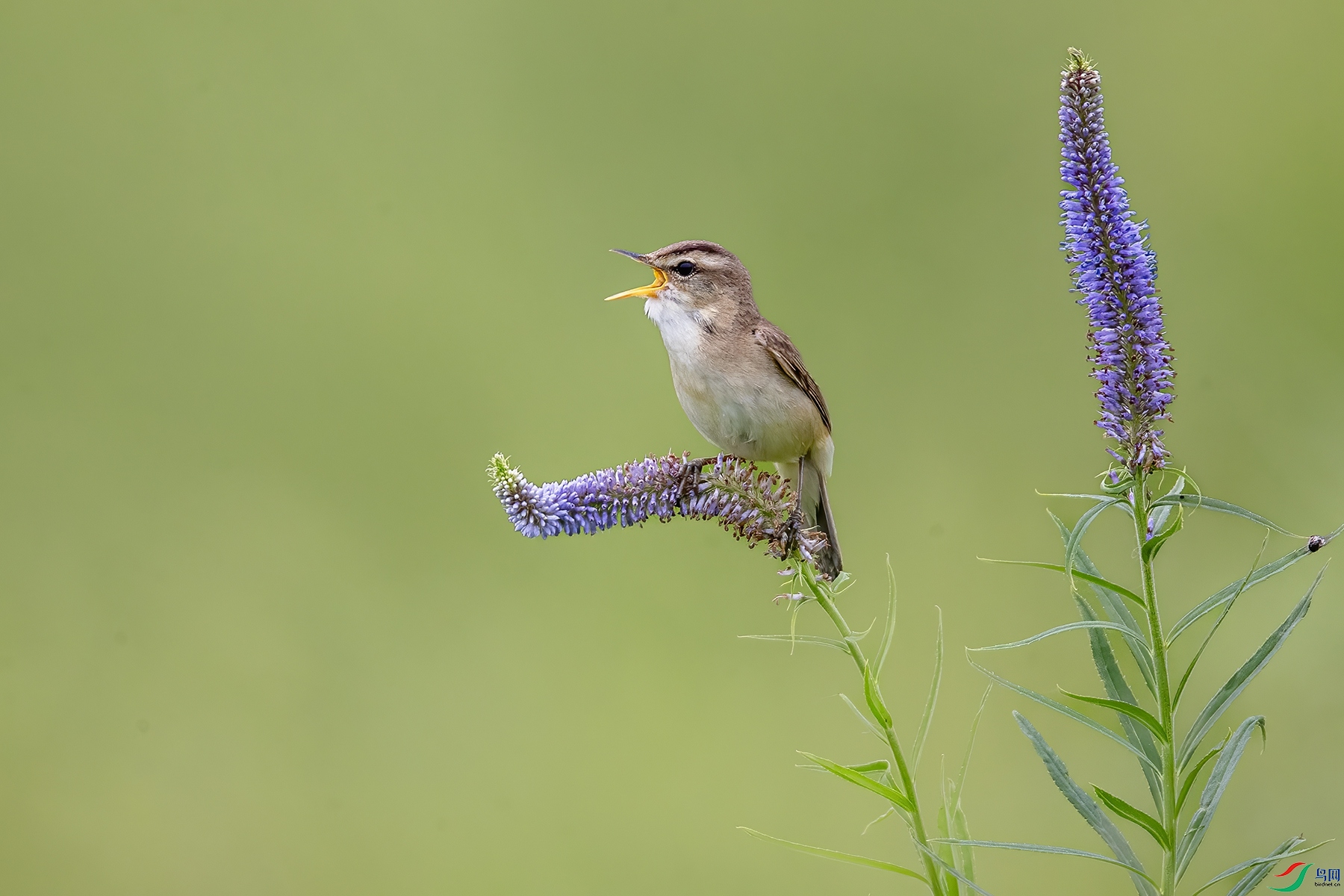 AW4I1434 ����_����.jpg