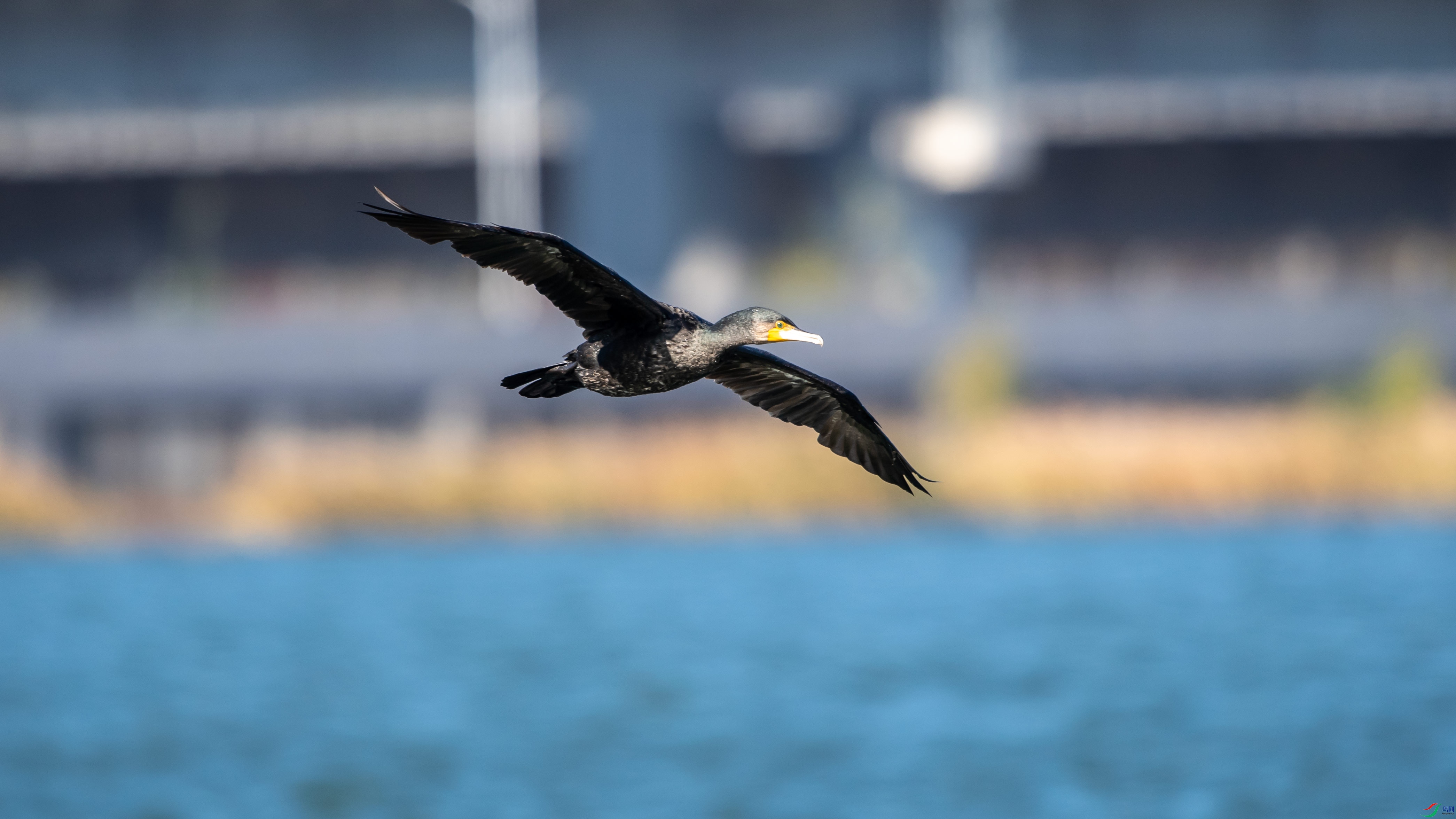 DSC_3956.jpg