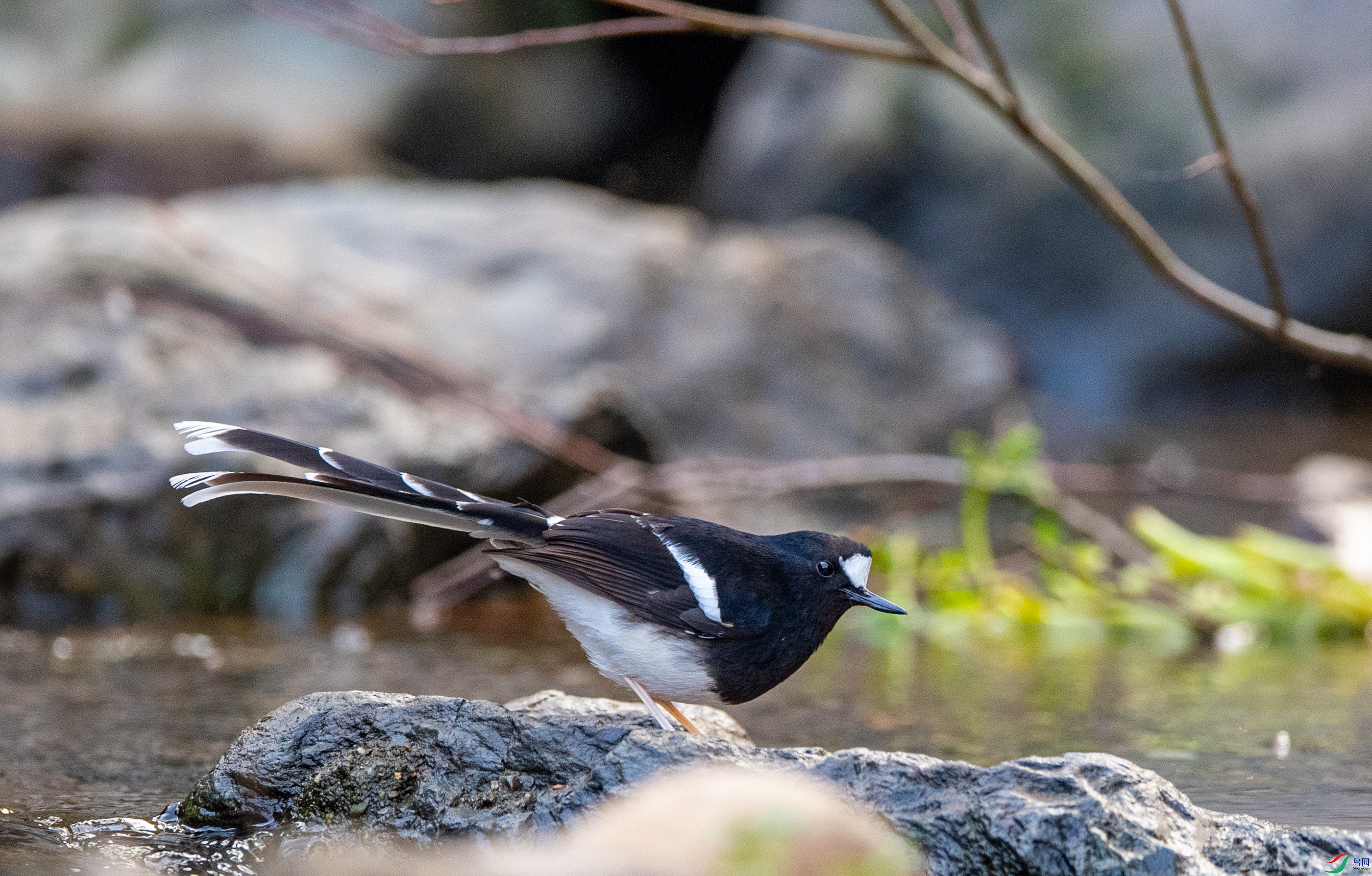 DSC_3753С��.JPG