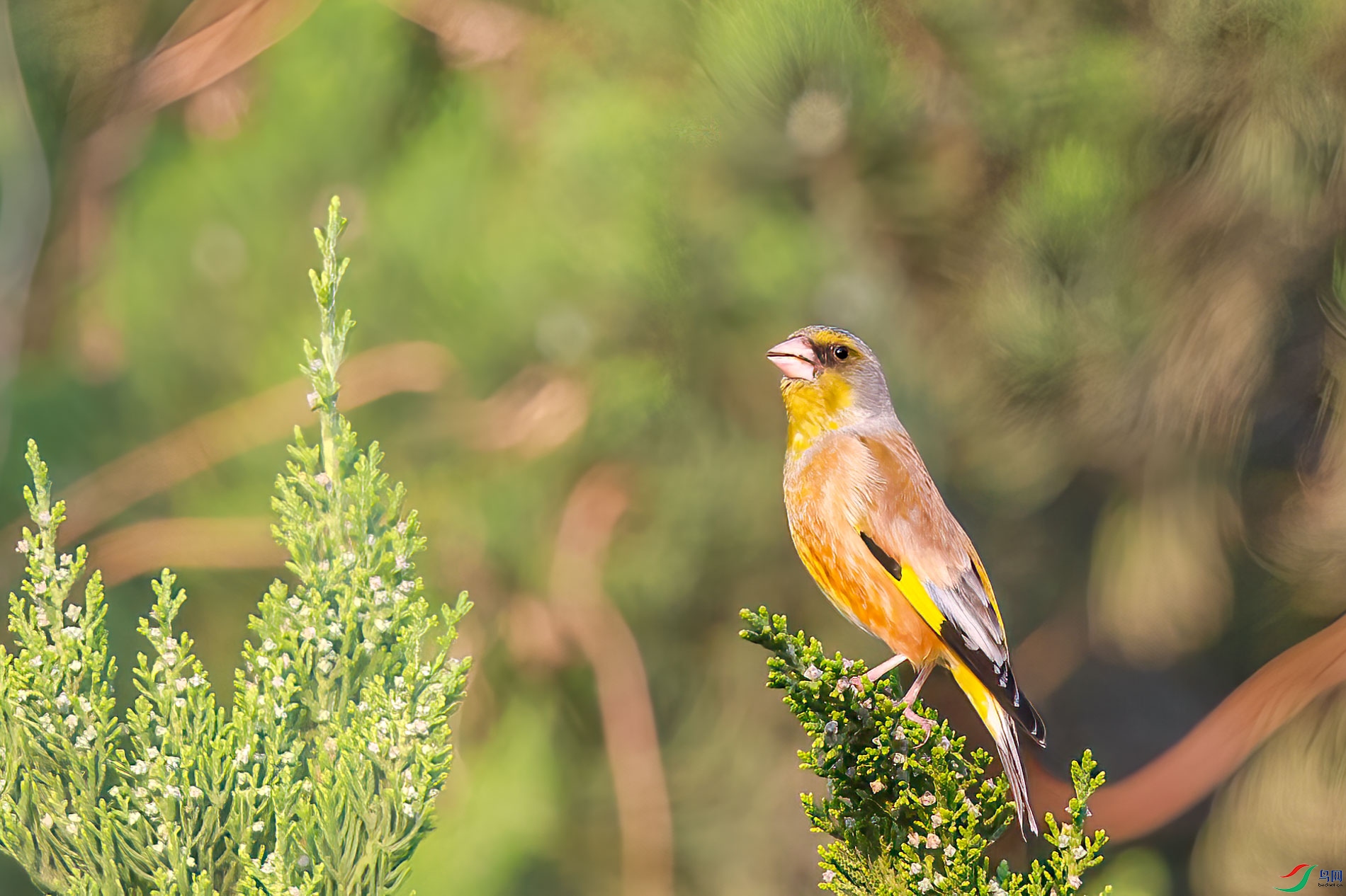 AQ4P8779-1.jpg