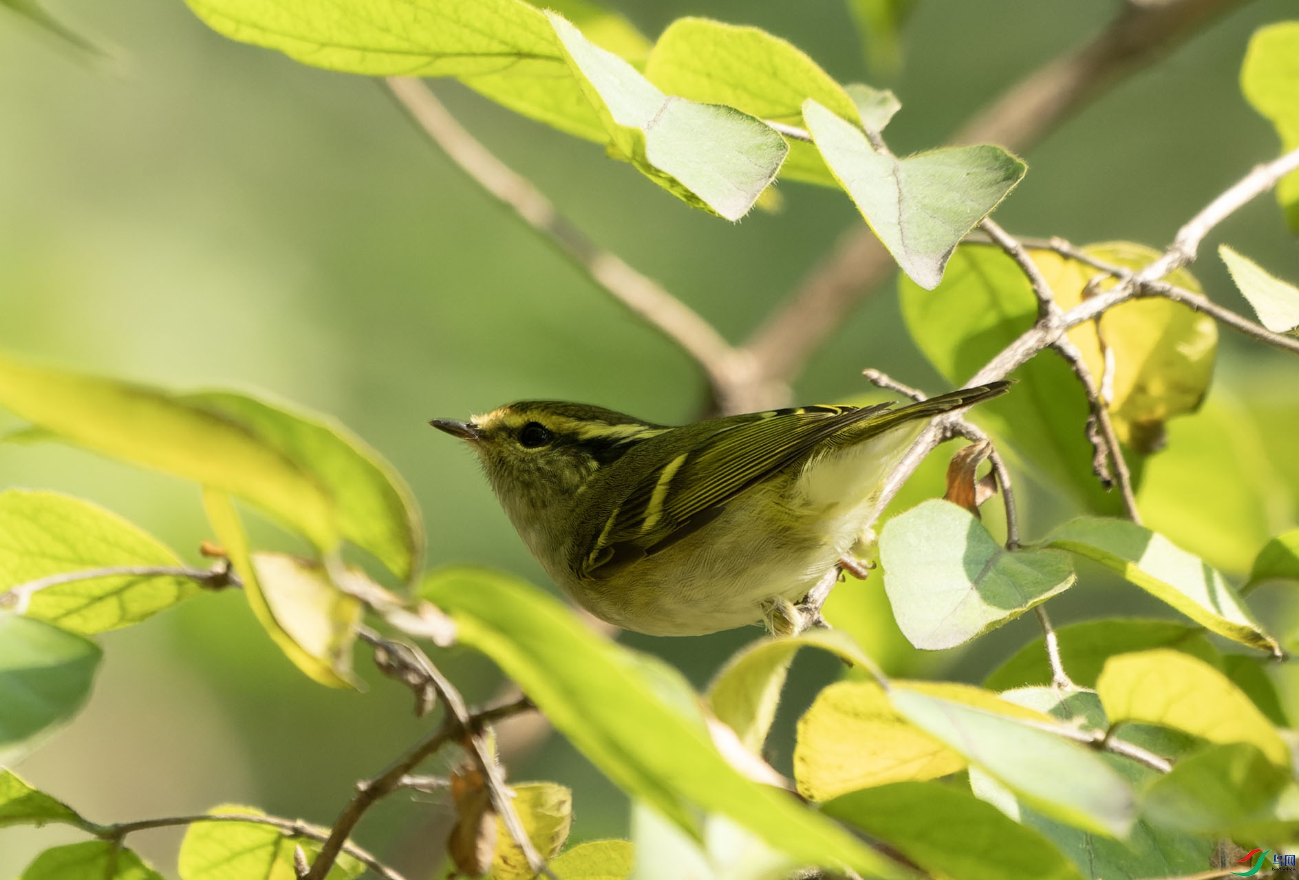 DSC01232-ARW_DxO_DeepPRIME ����.jpg