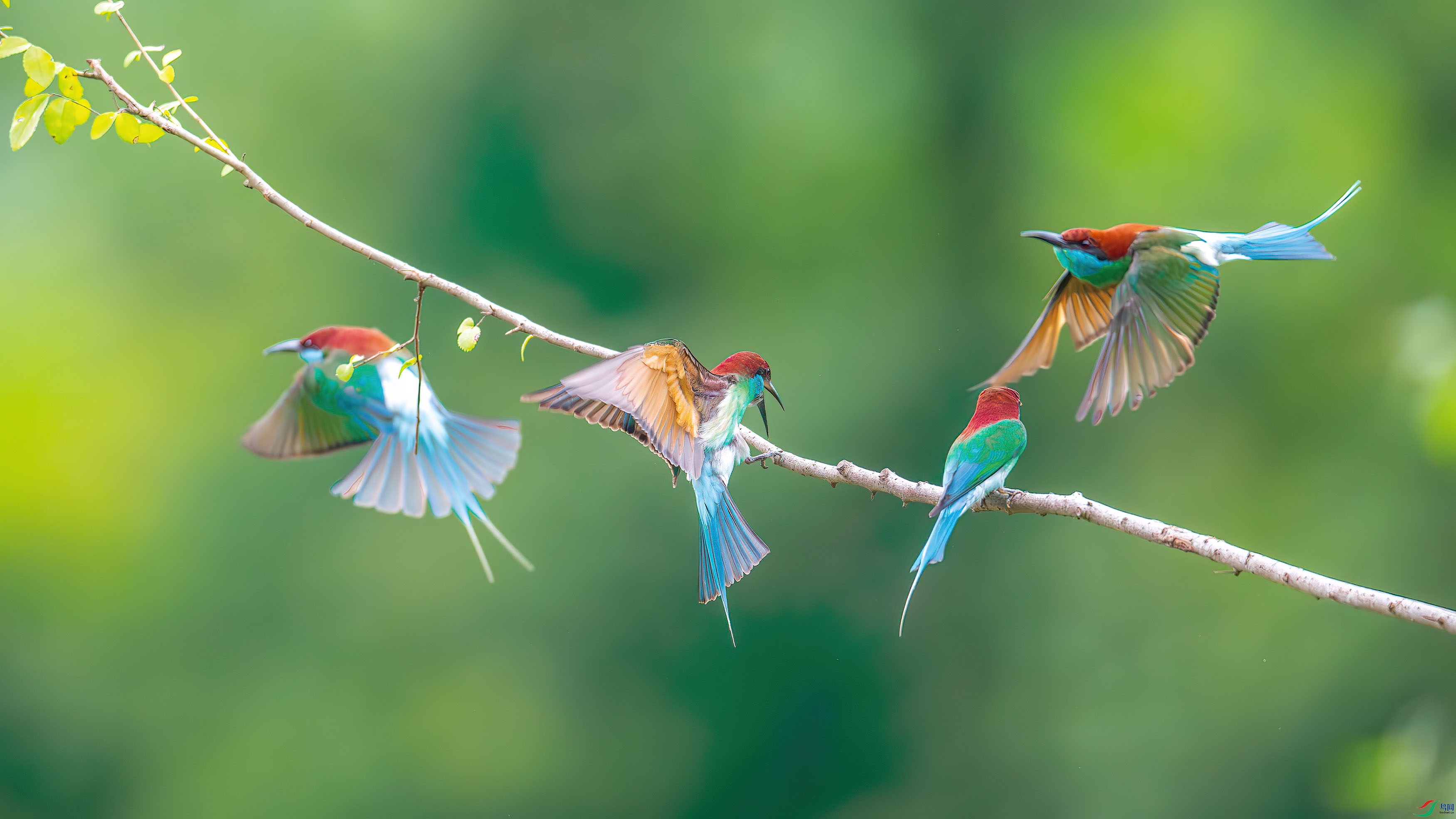 DSC_7658-����ǿ-NR.jpg