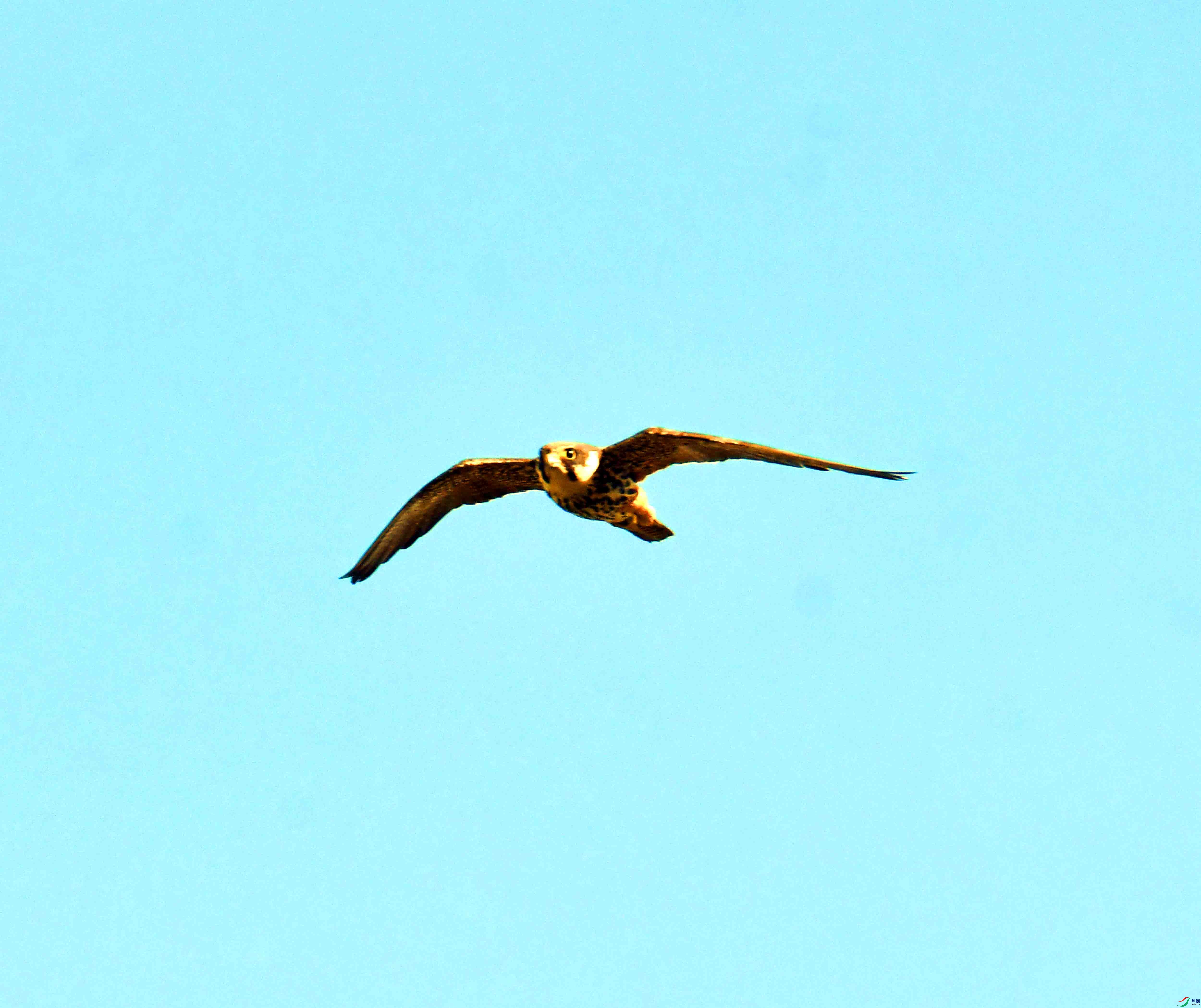 DSC_4954.JPG
