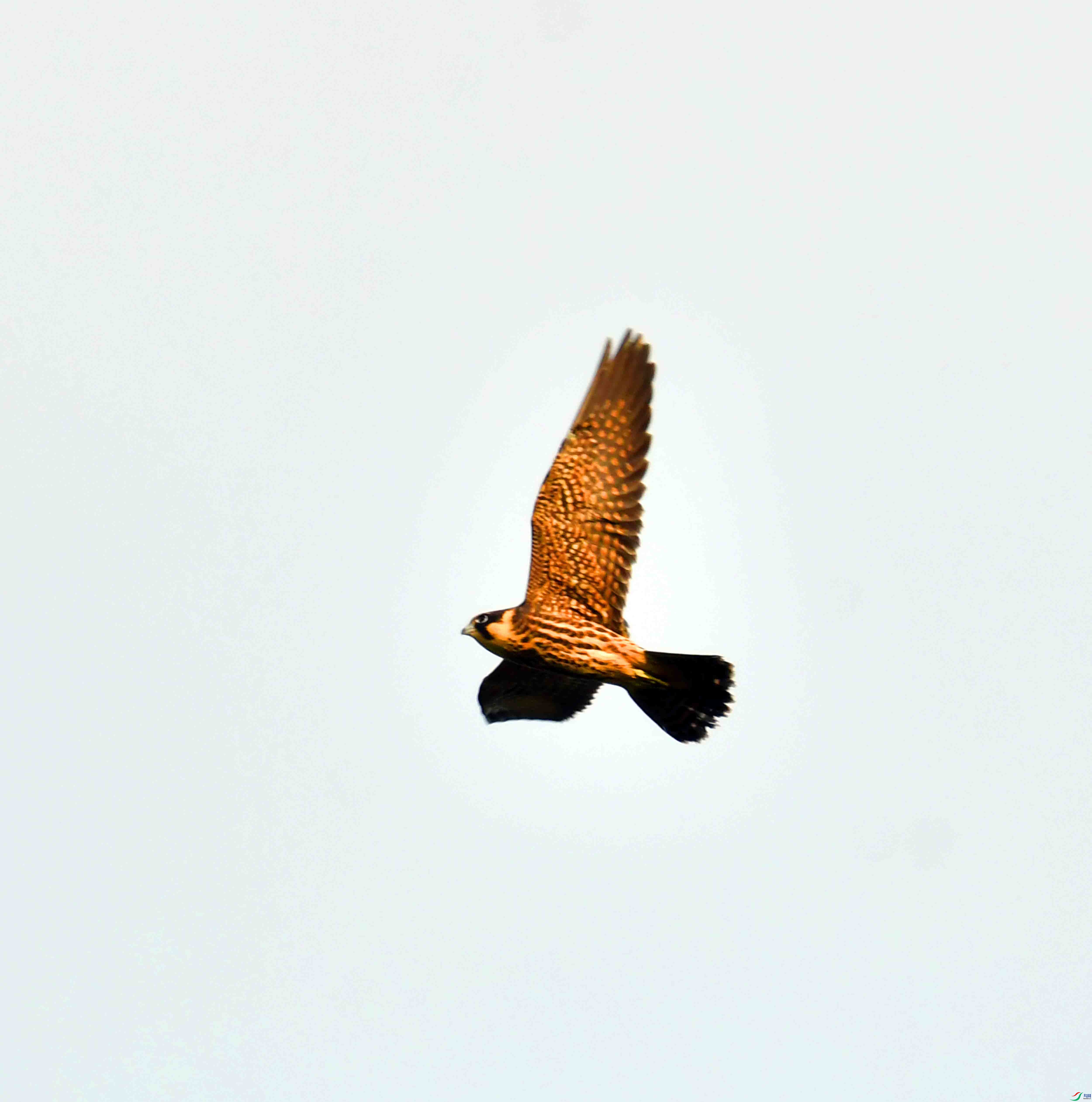 DSC_5084.JPG