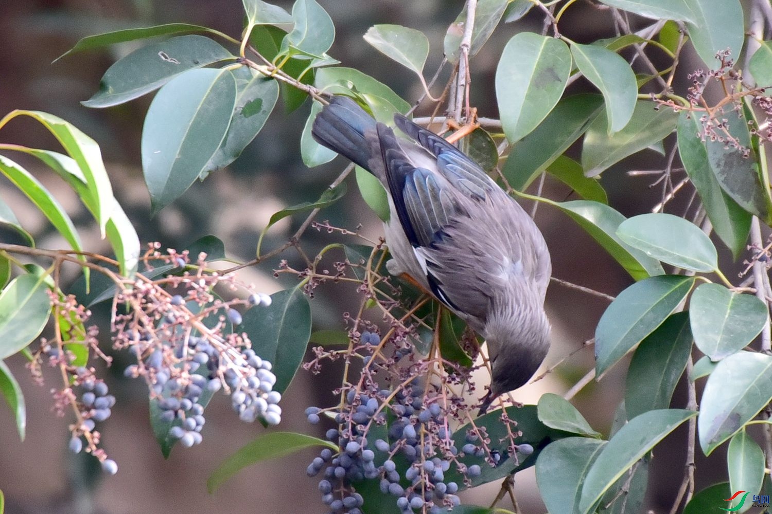 DSC_9759.JPG