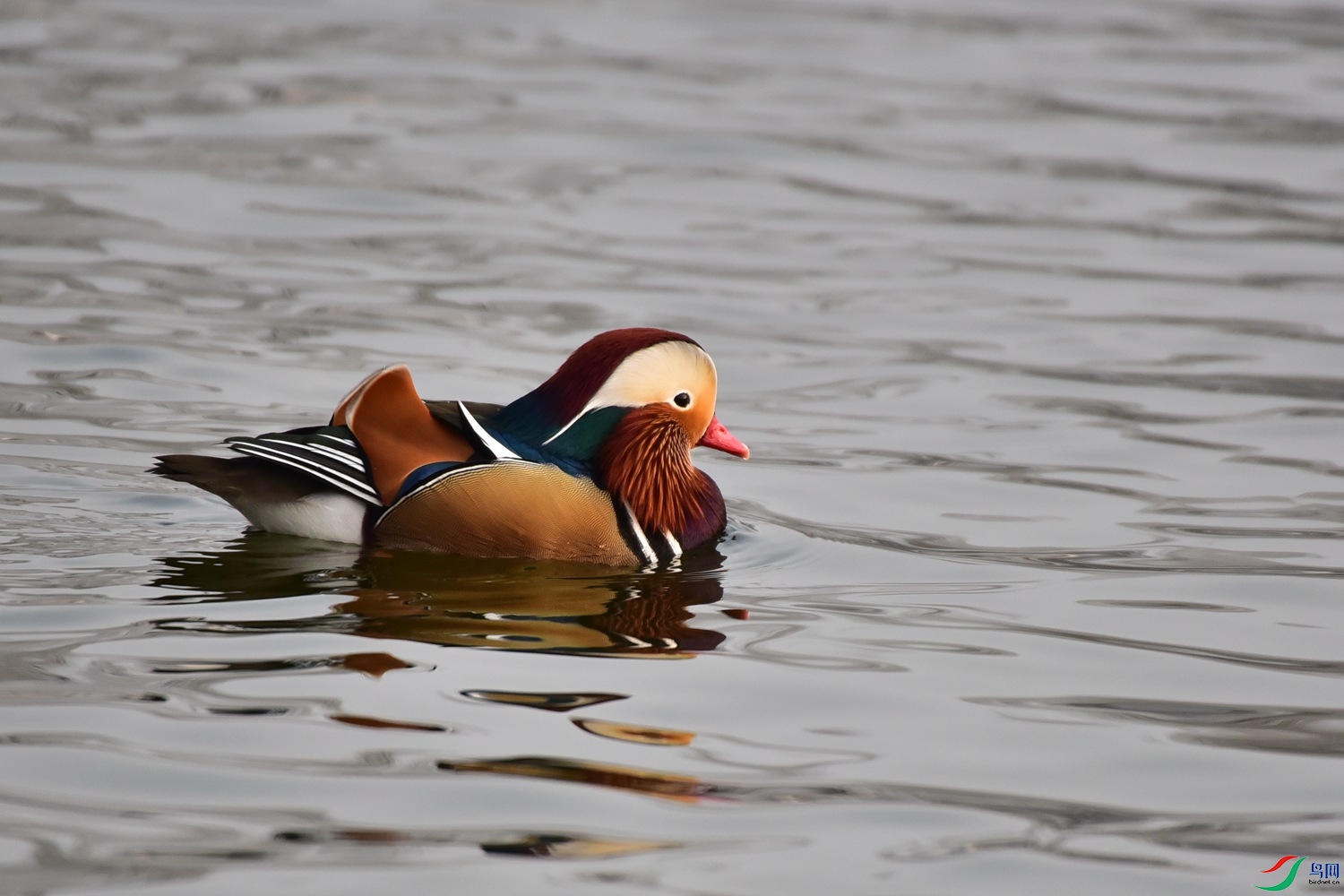 DSC_7343.JPG