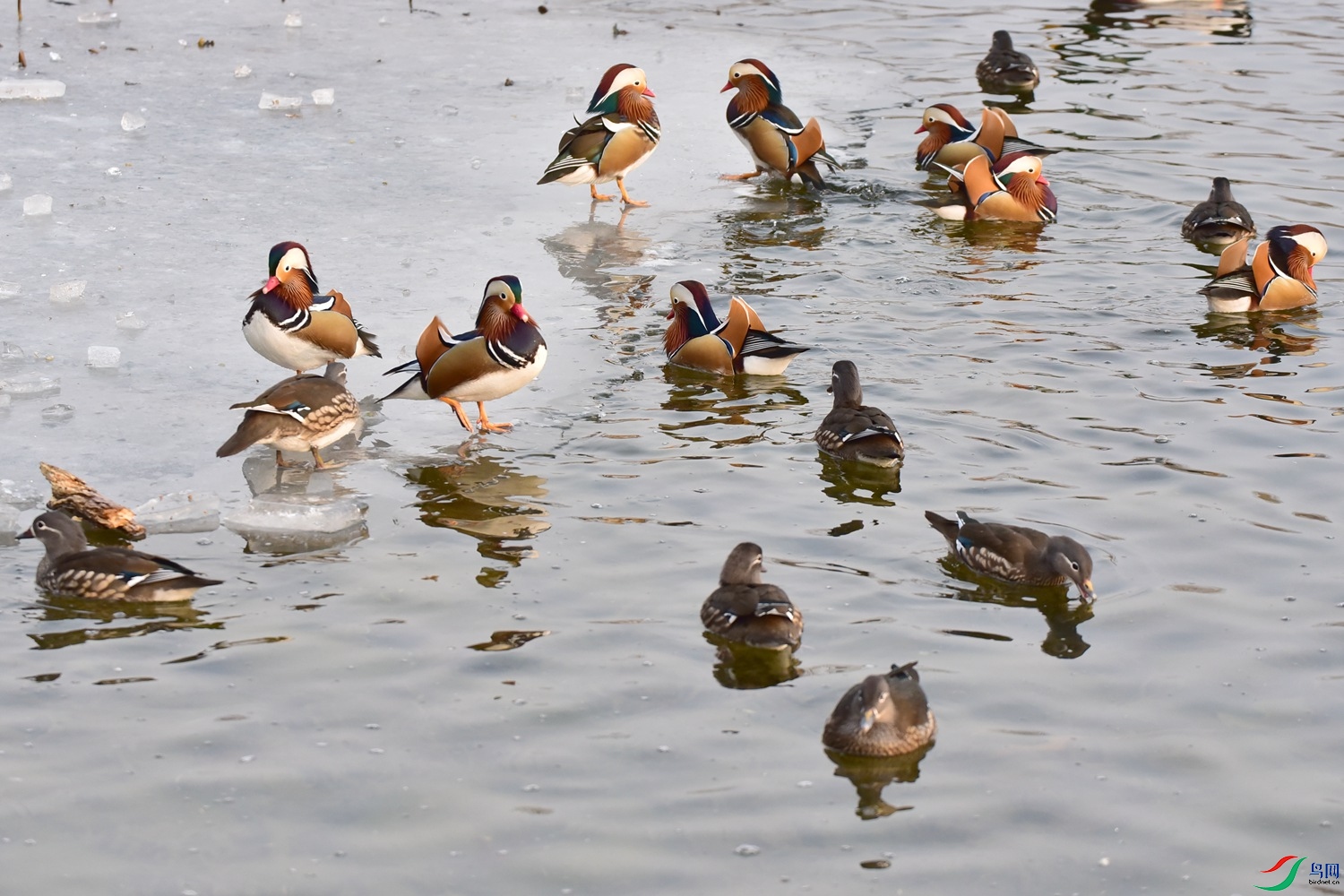 DSC_7349.JPG
