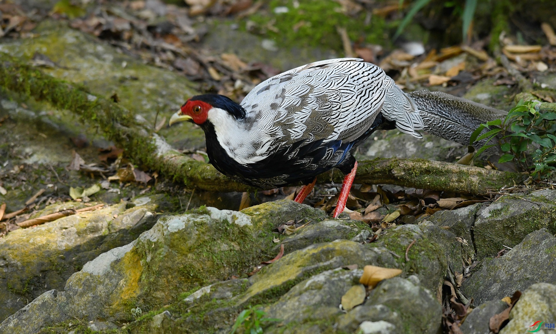 DSC_0121.jpg