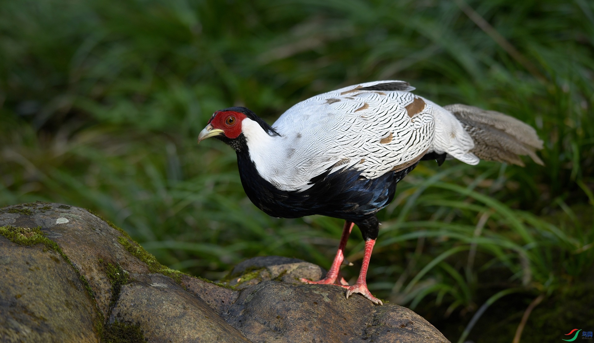DSC_0455.jpg