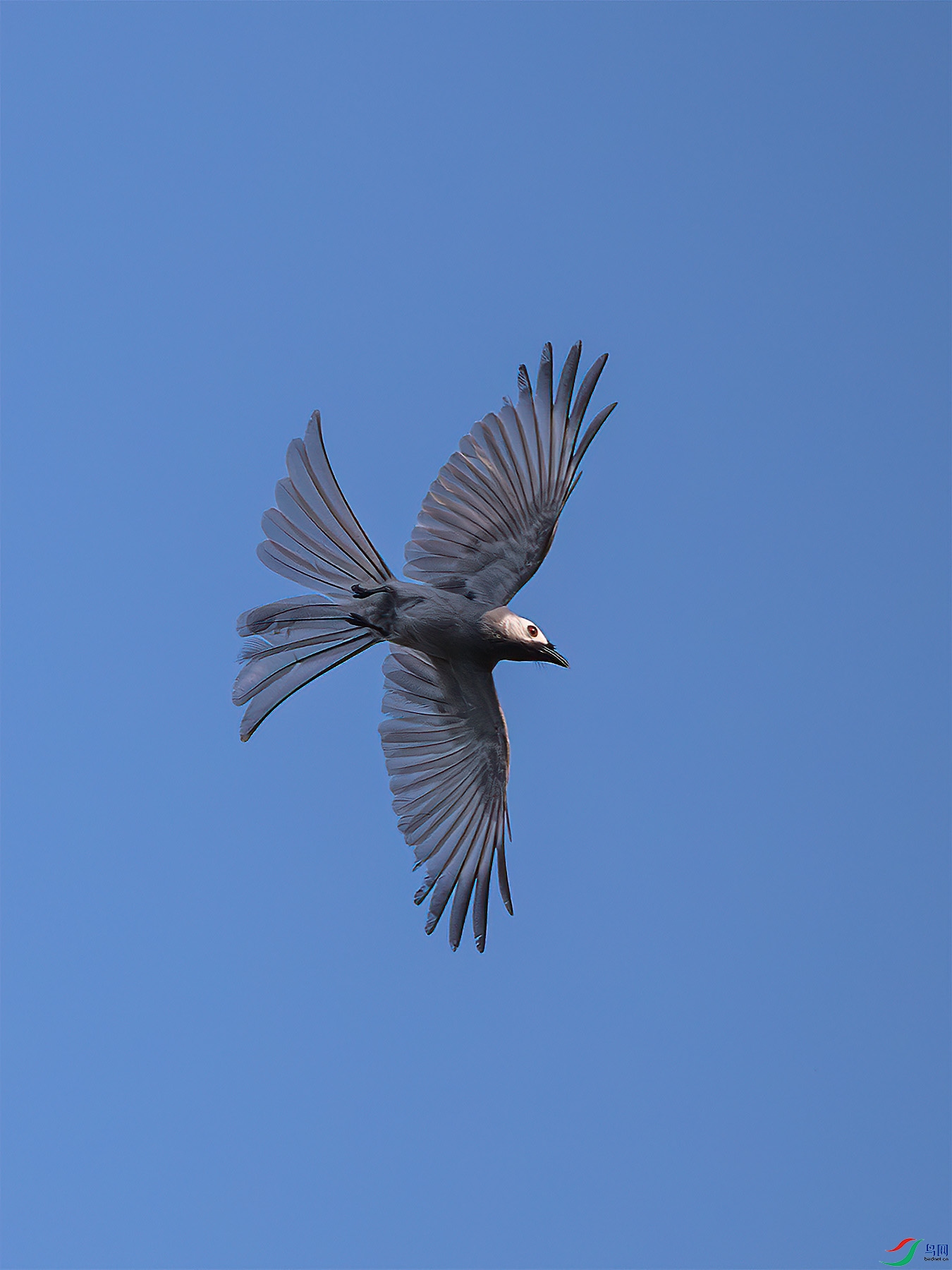 �Ҿ�β@20250617-070721-Z8N_2086-birdnet.JPG
