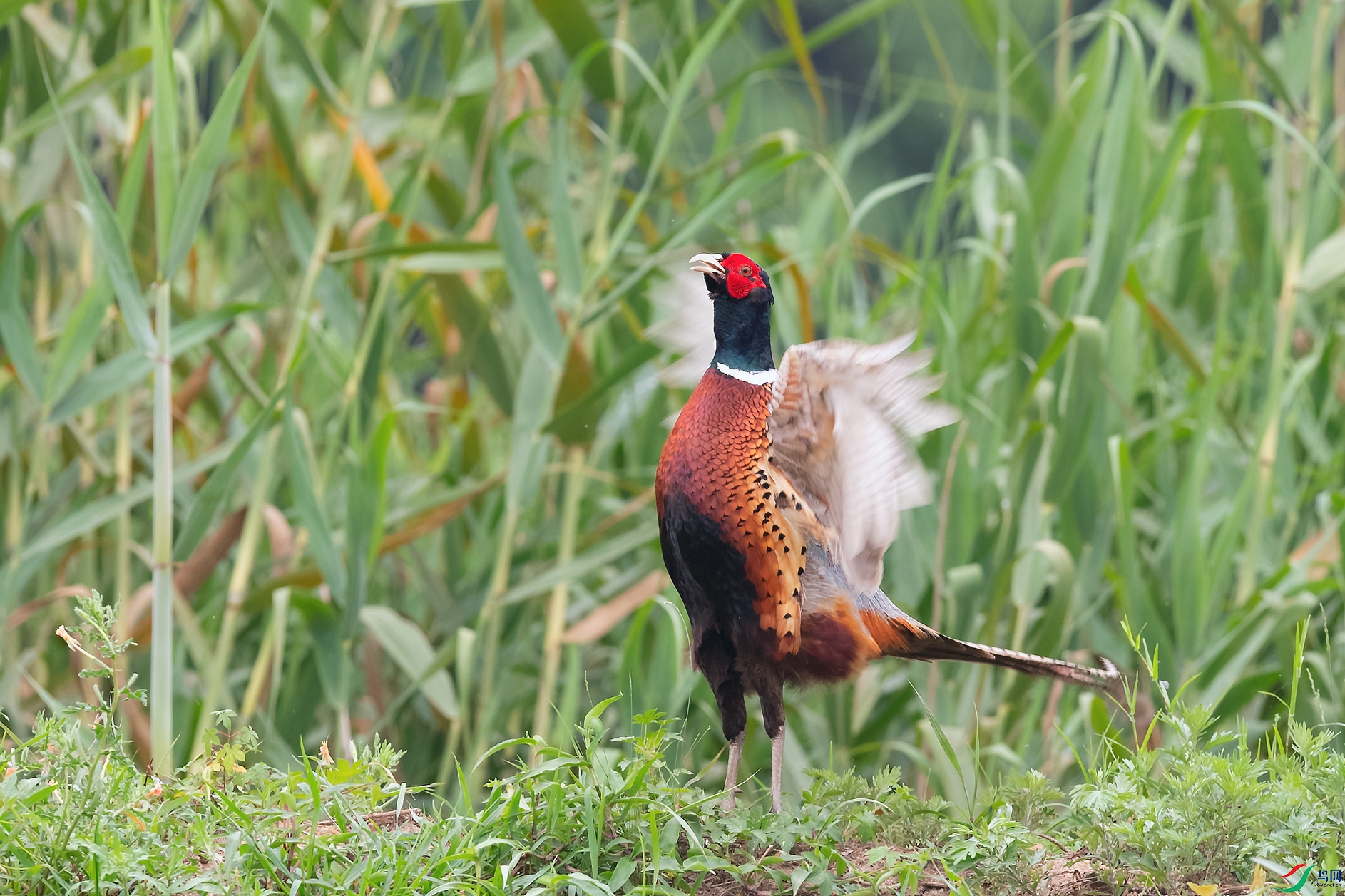 DSC_6944_DxOa.jpg