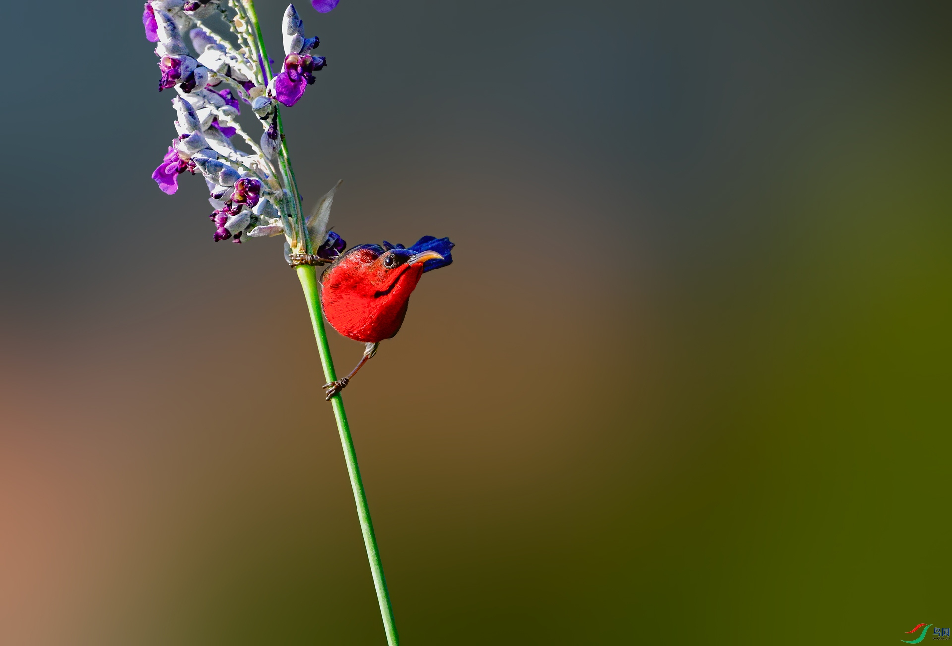 _DSC42623.jpg