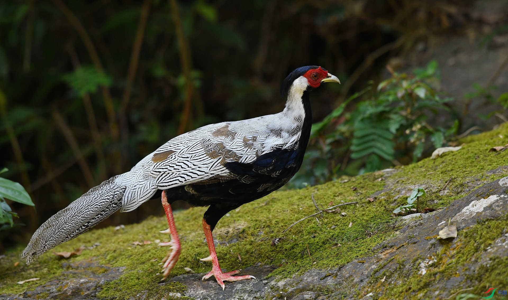 DSC_0263.jpg