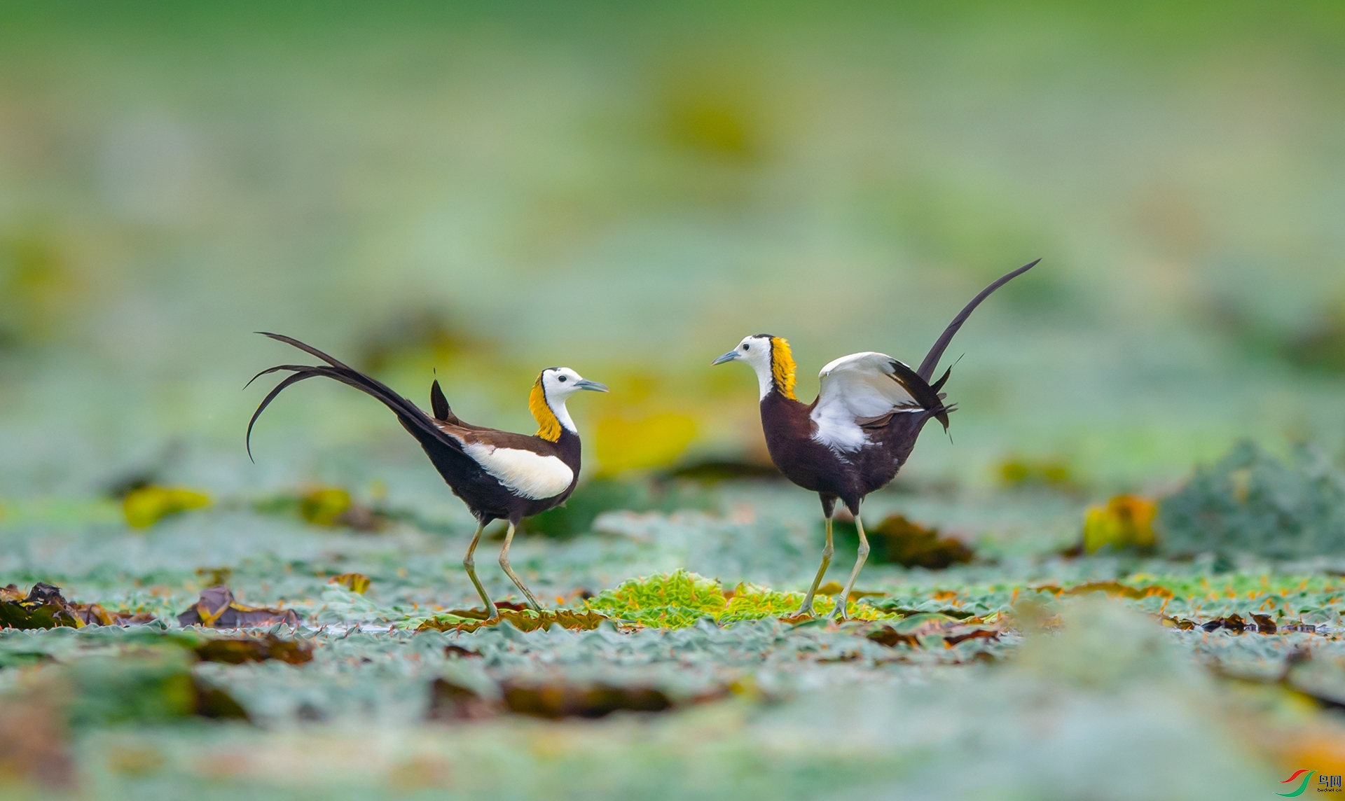 DSC_ˮ�� - ����1.jpg