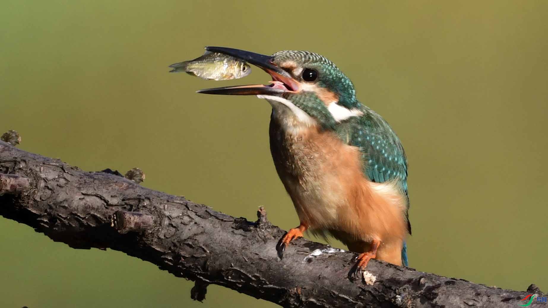 DSC_1004 ����.jpg