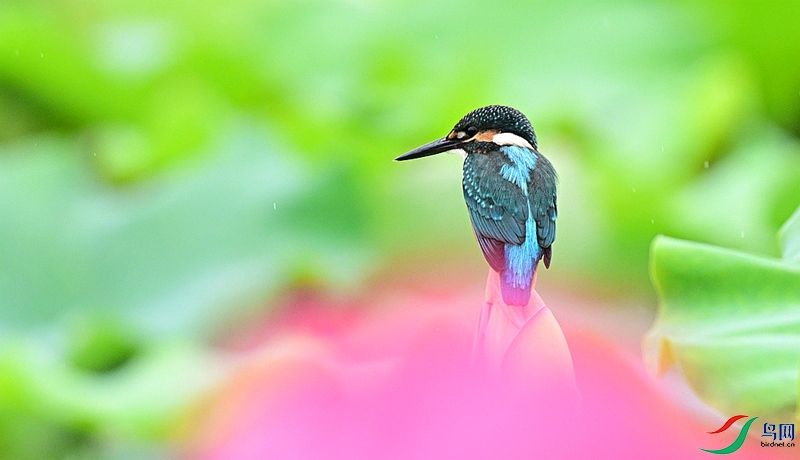 DSC_2178.JPG