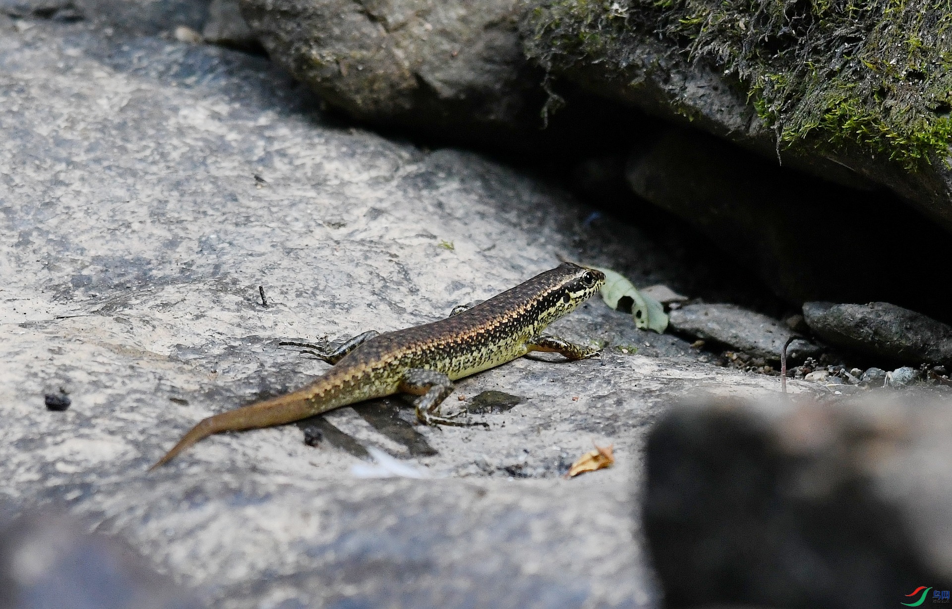 DSC_8064.jpg