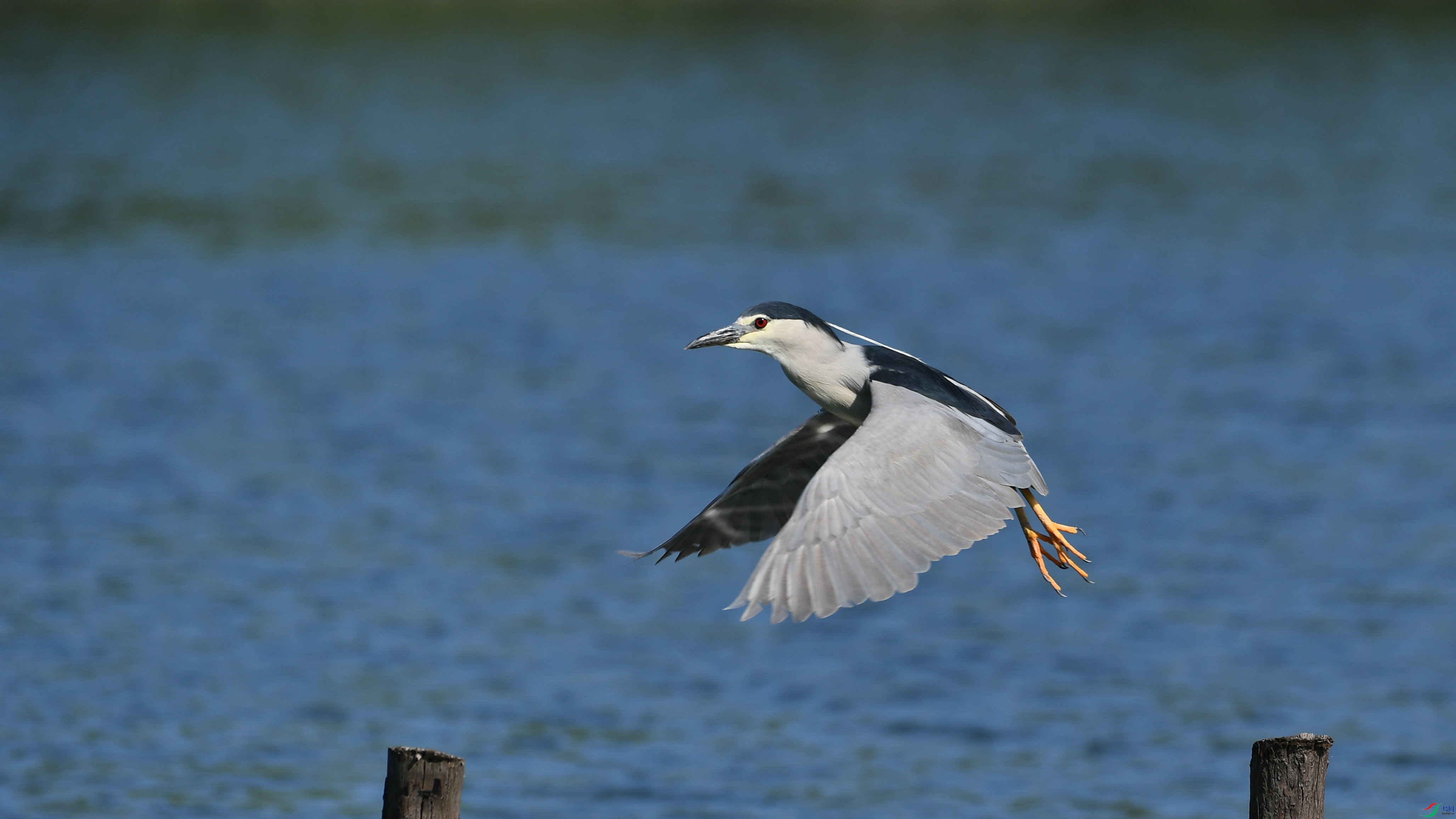 DSC_7300.JPG