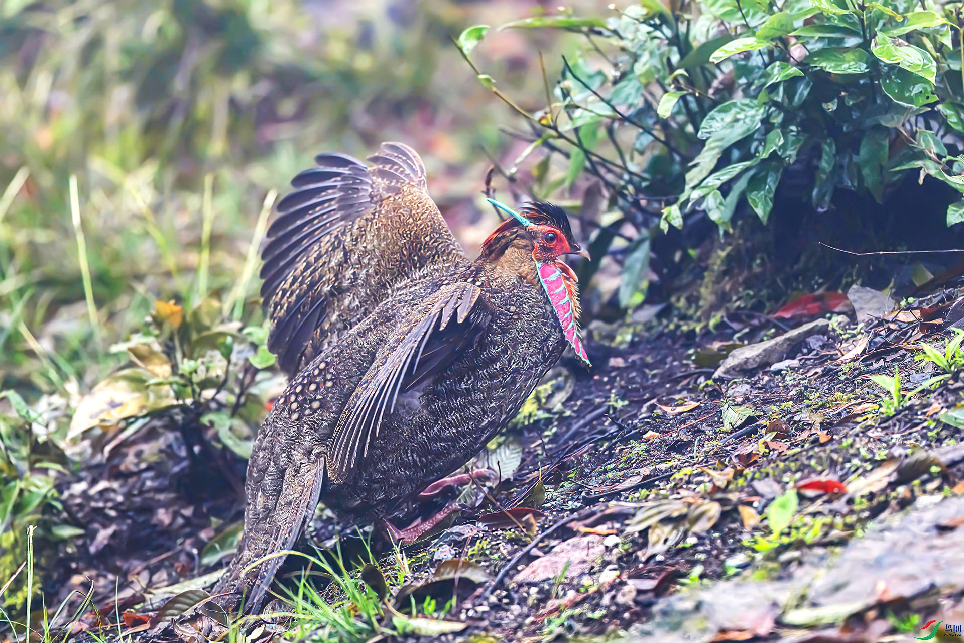 060A8310 ����-Sh----1 .jpg