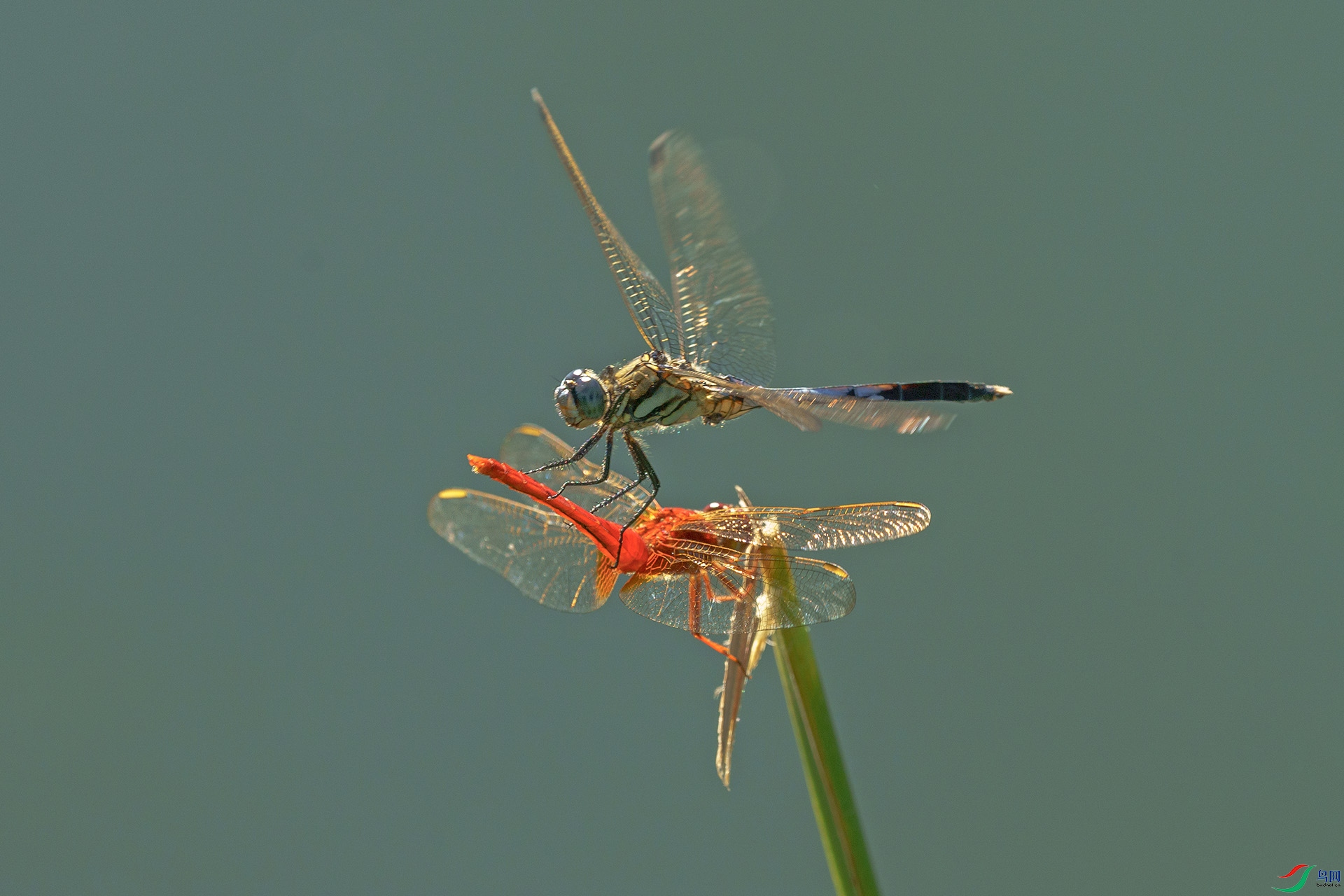 DSC01072-1.jpg