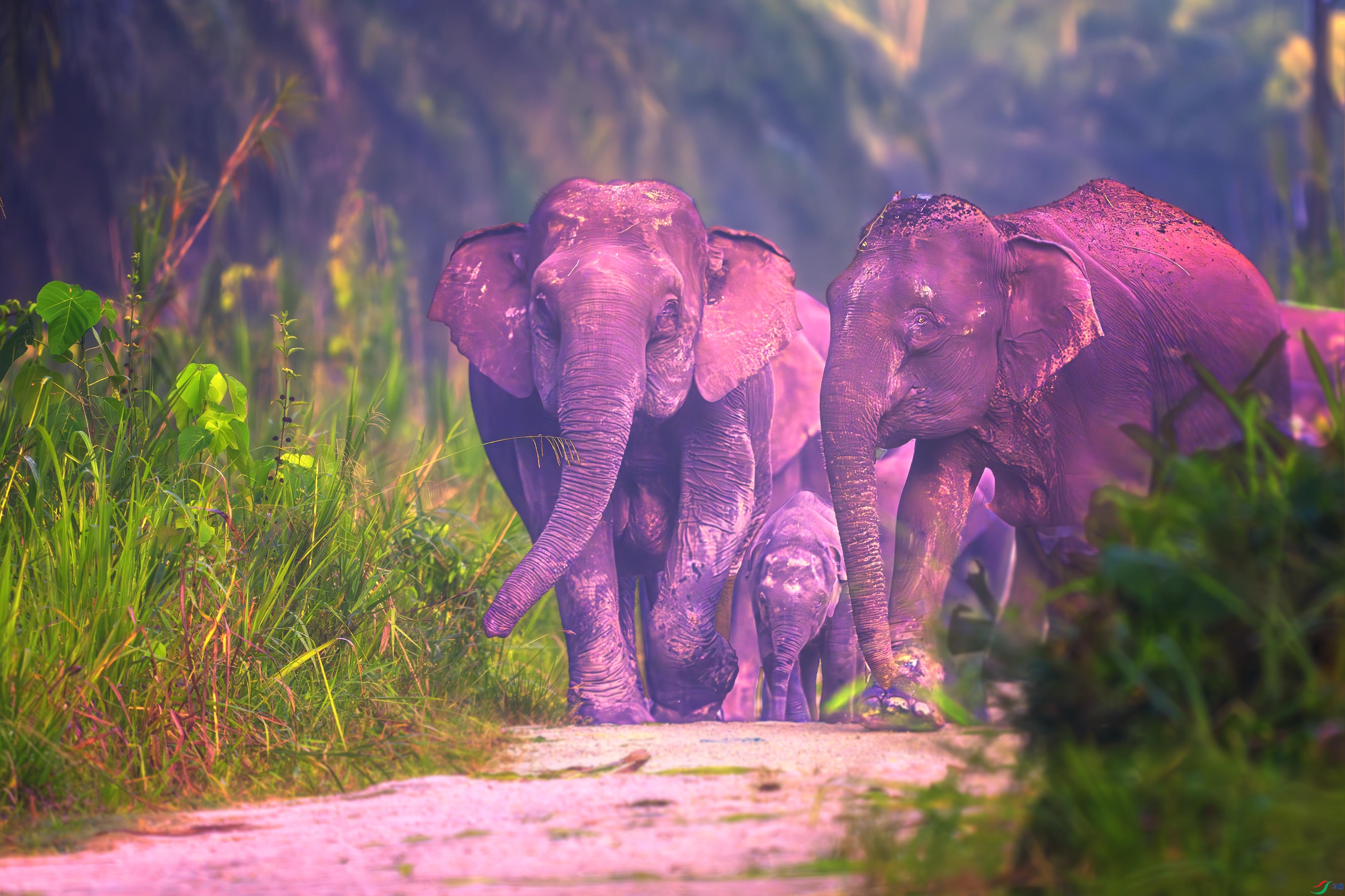 _DSC8865-����ǿ-NR ����1.jpg