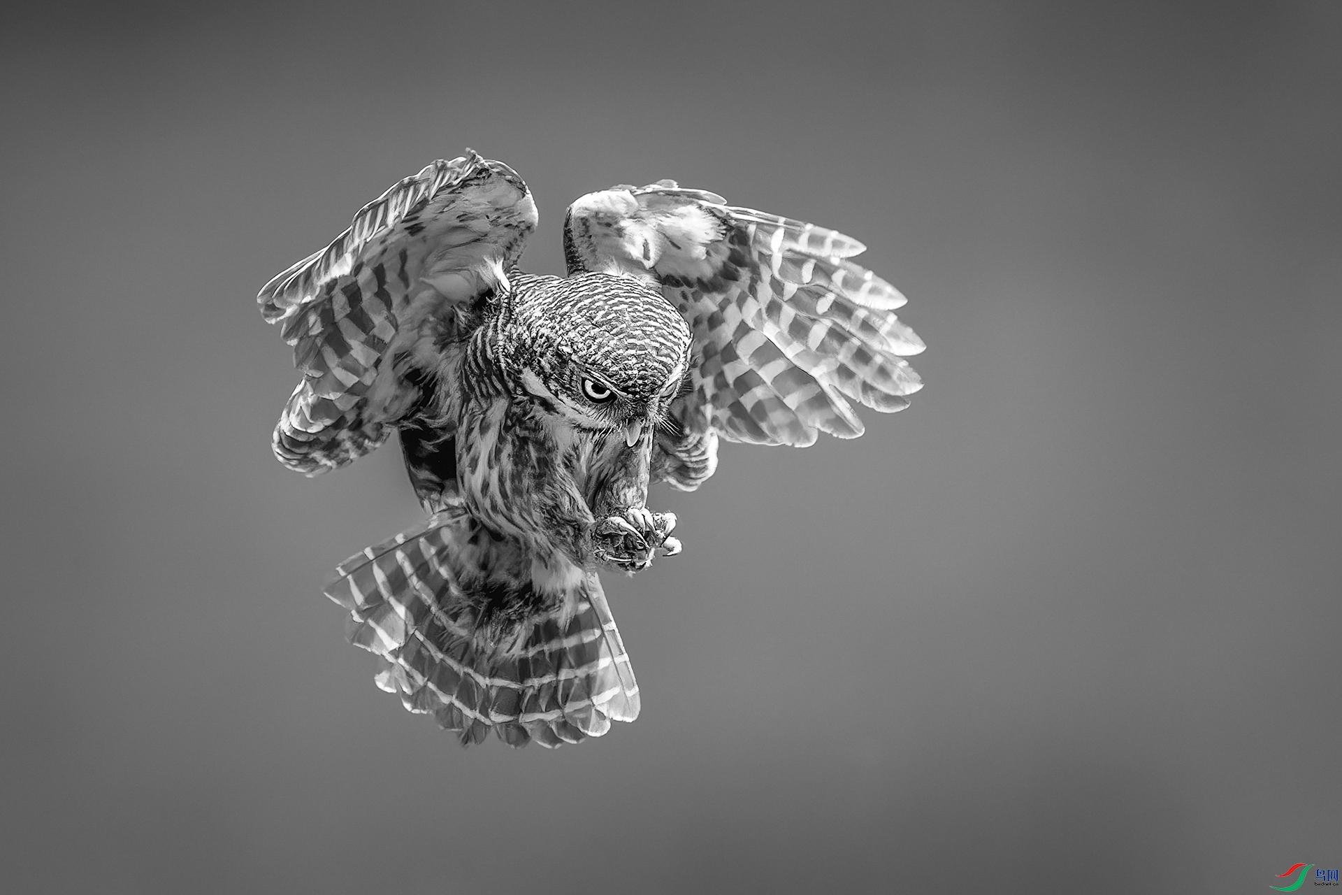 0_DSC1009-NEF_DxO_DeepPRIMEXD0.jpg