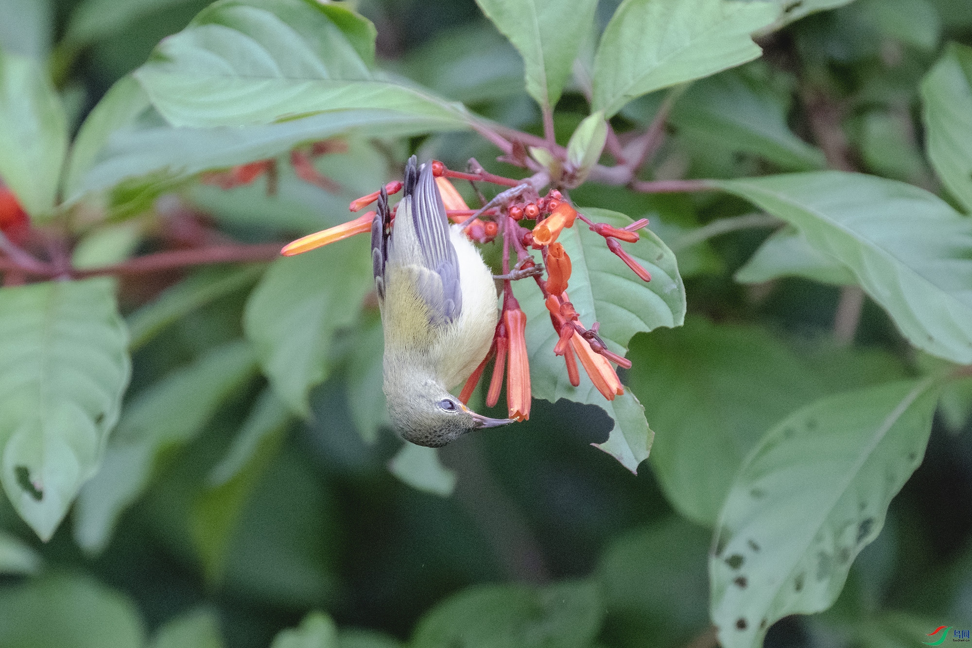 DSC_8426.jpg