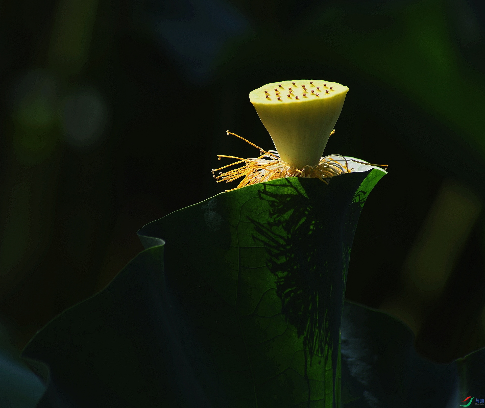 DSC_1508.jpg
