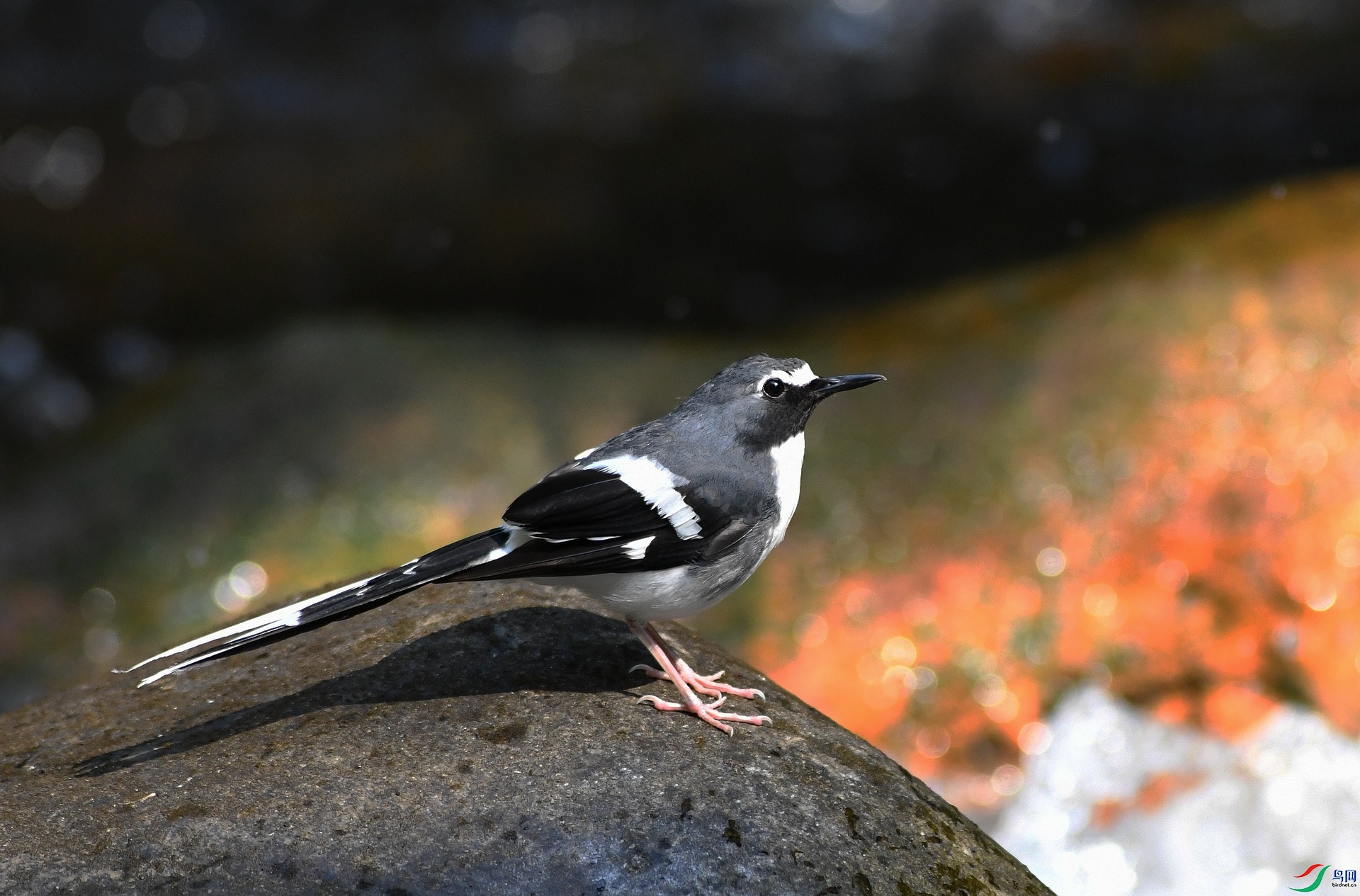 DSC_1537.jpg