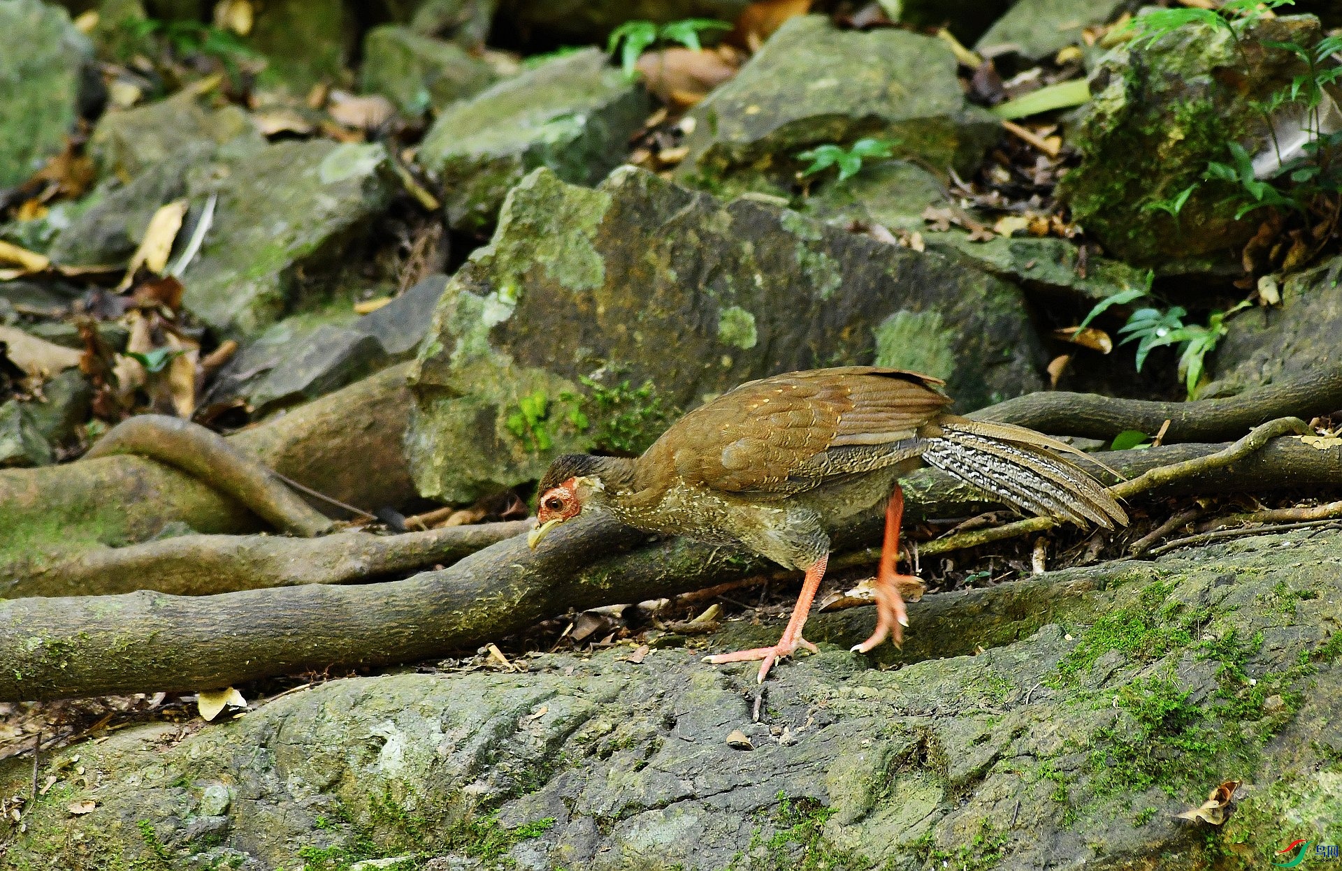 DSC_1993.jpg