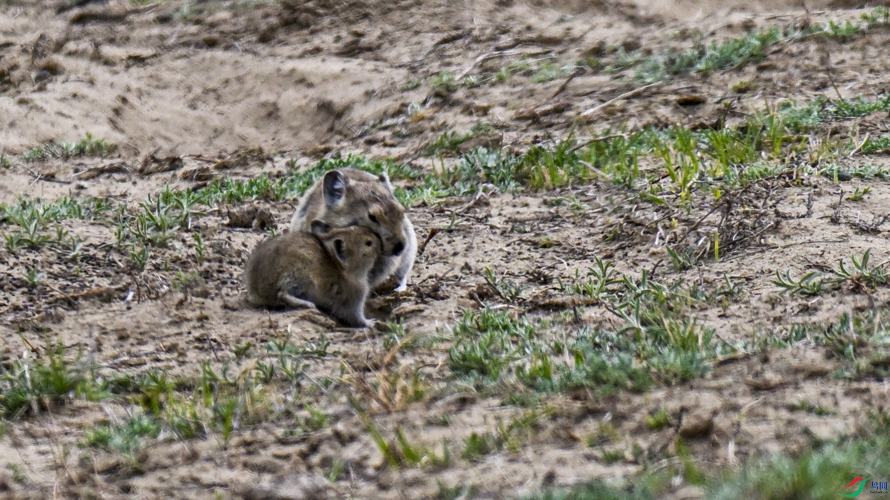 _DSC9451.JPG
