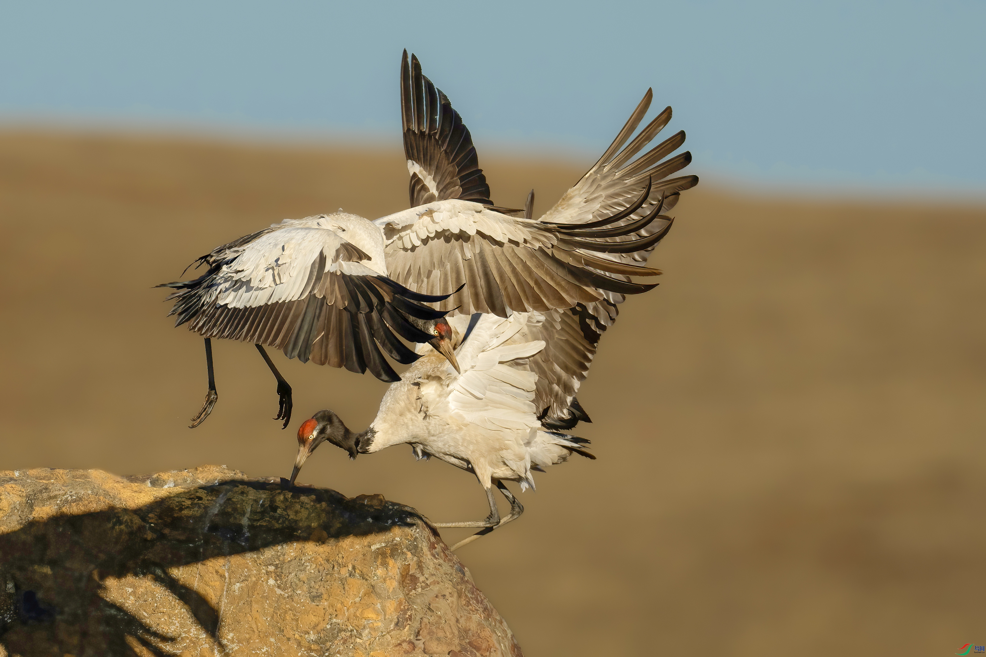 DSC03658.jpg