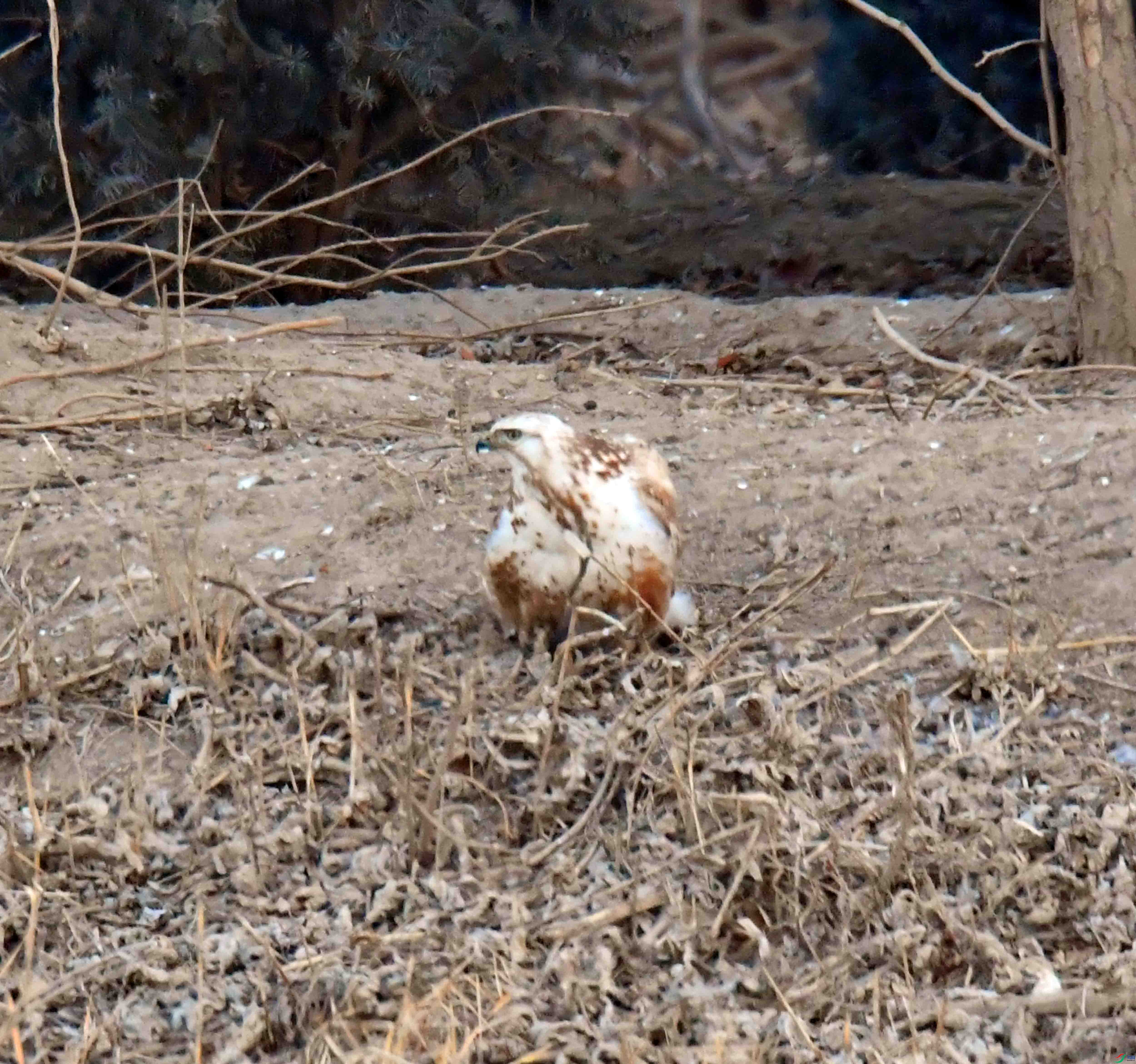 DSC_7622.JPG