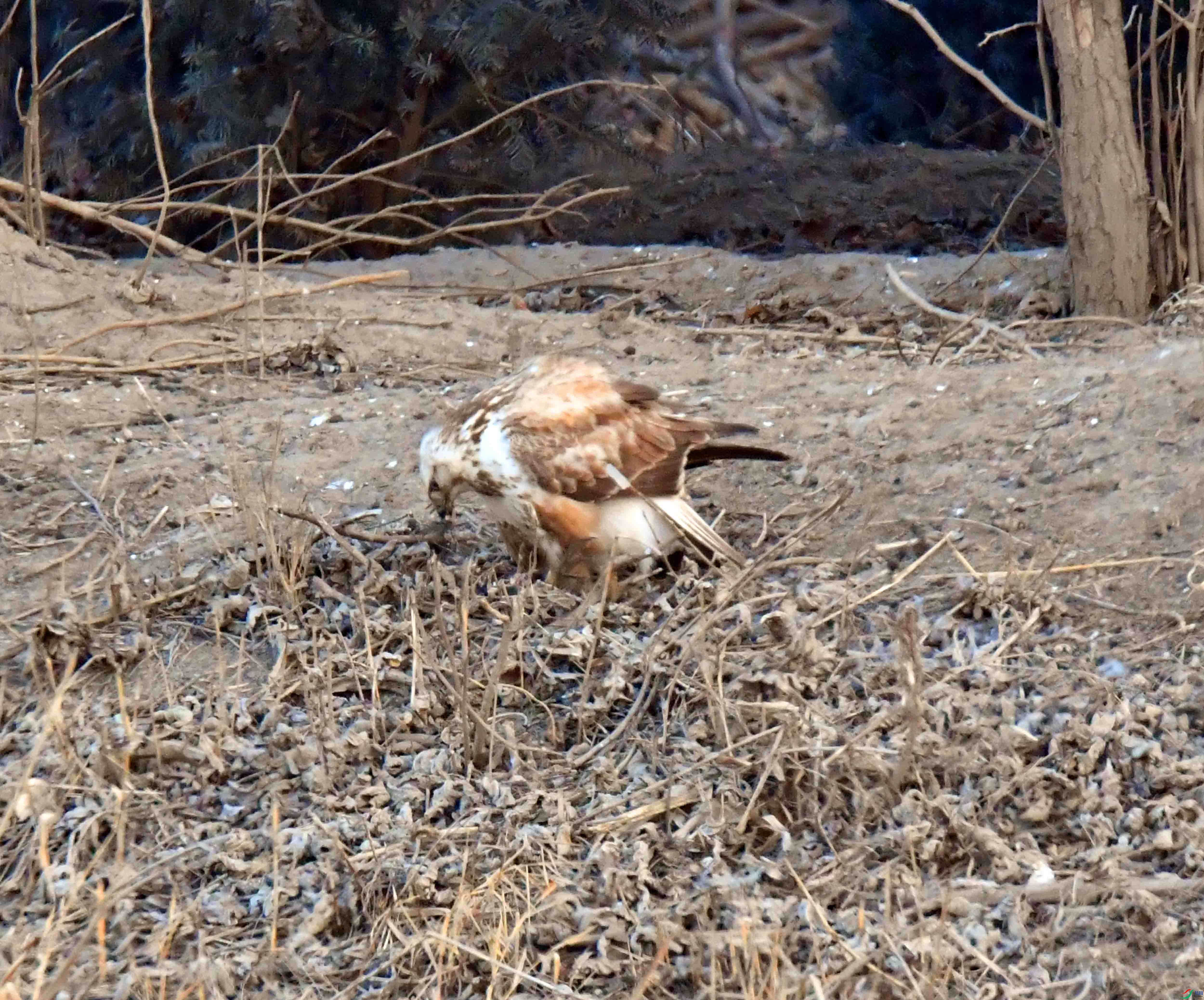 DSC_7752.JPG