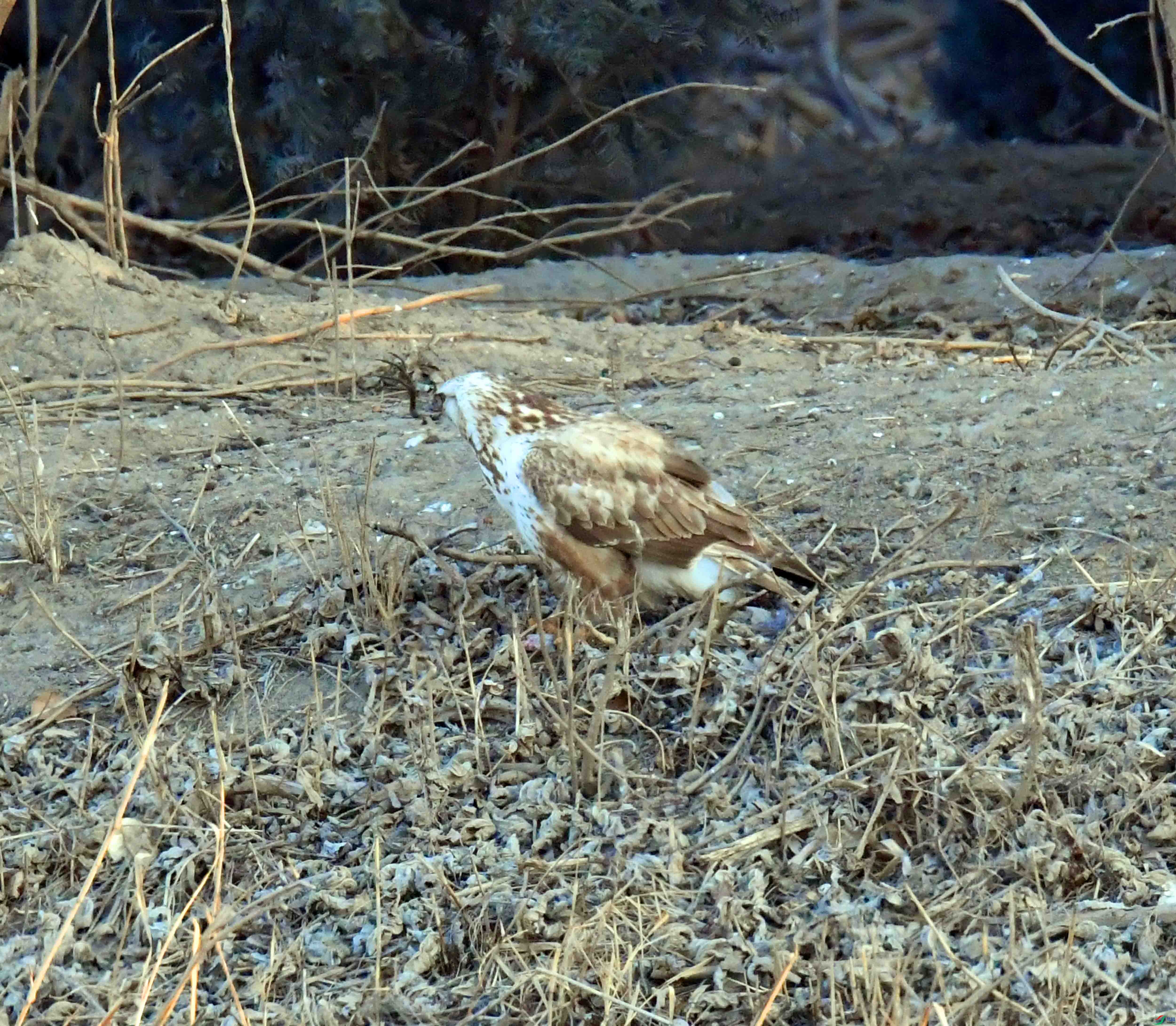 DSC_7876.JPG