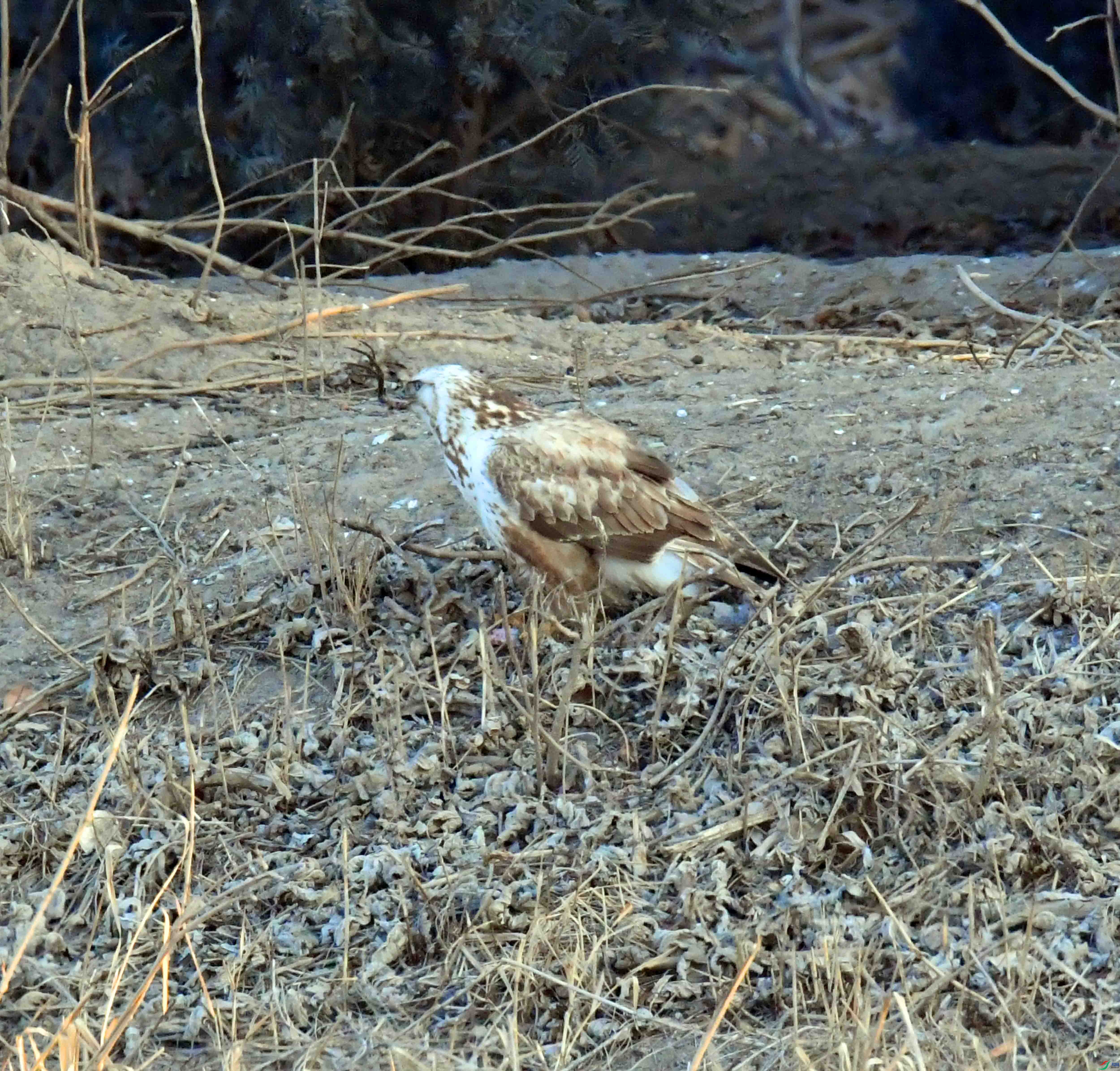 DSC_7877.JPG