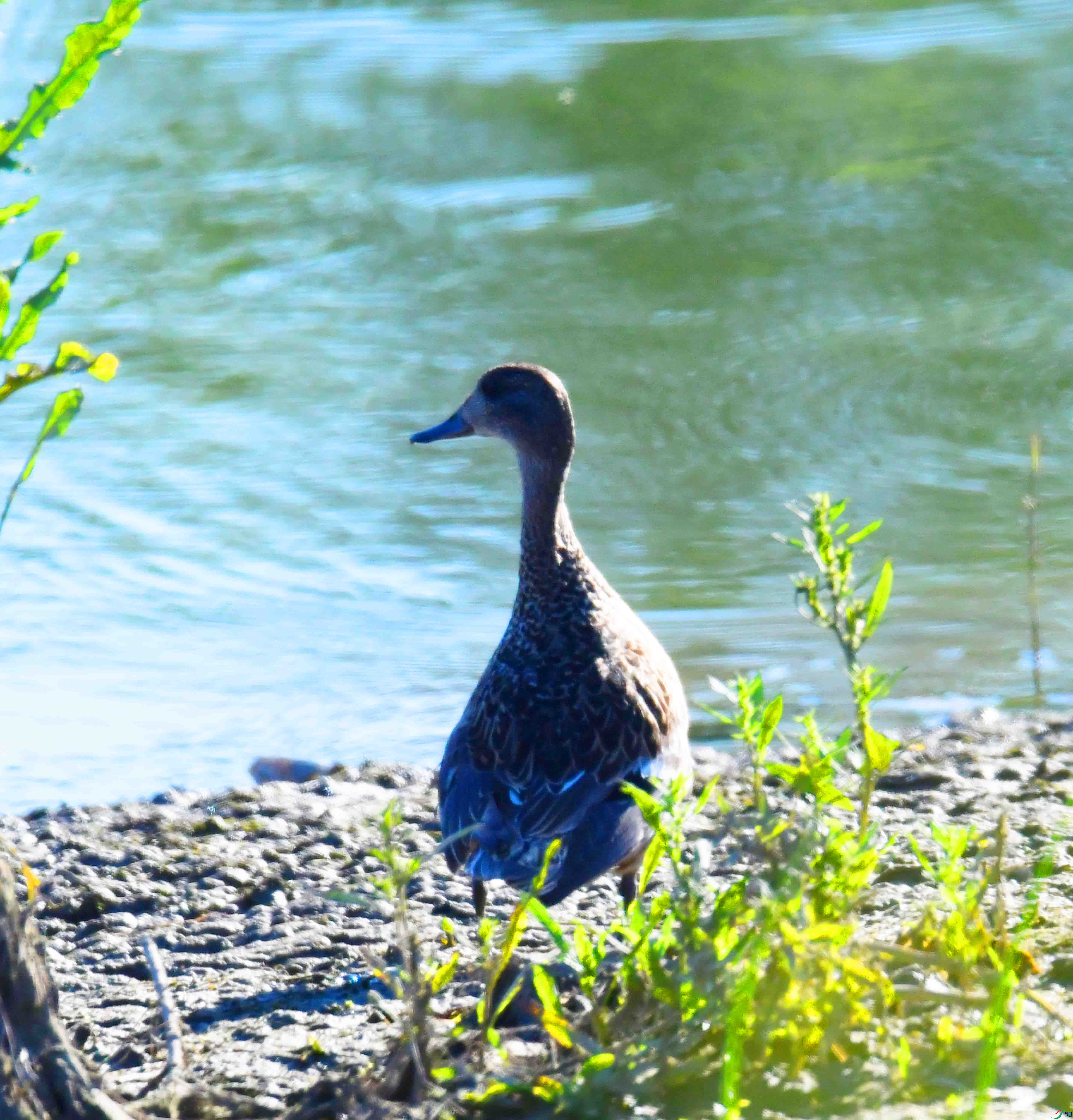 DSC_1258.JPG