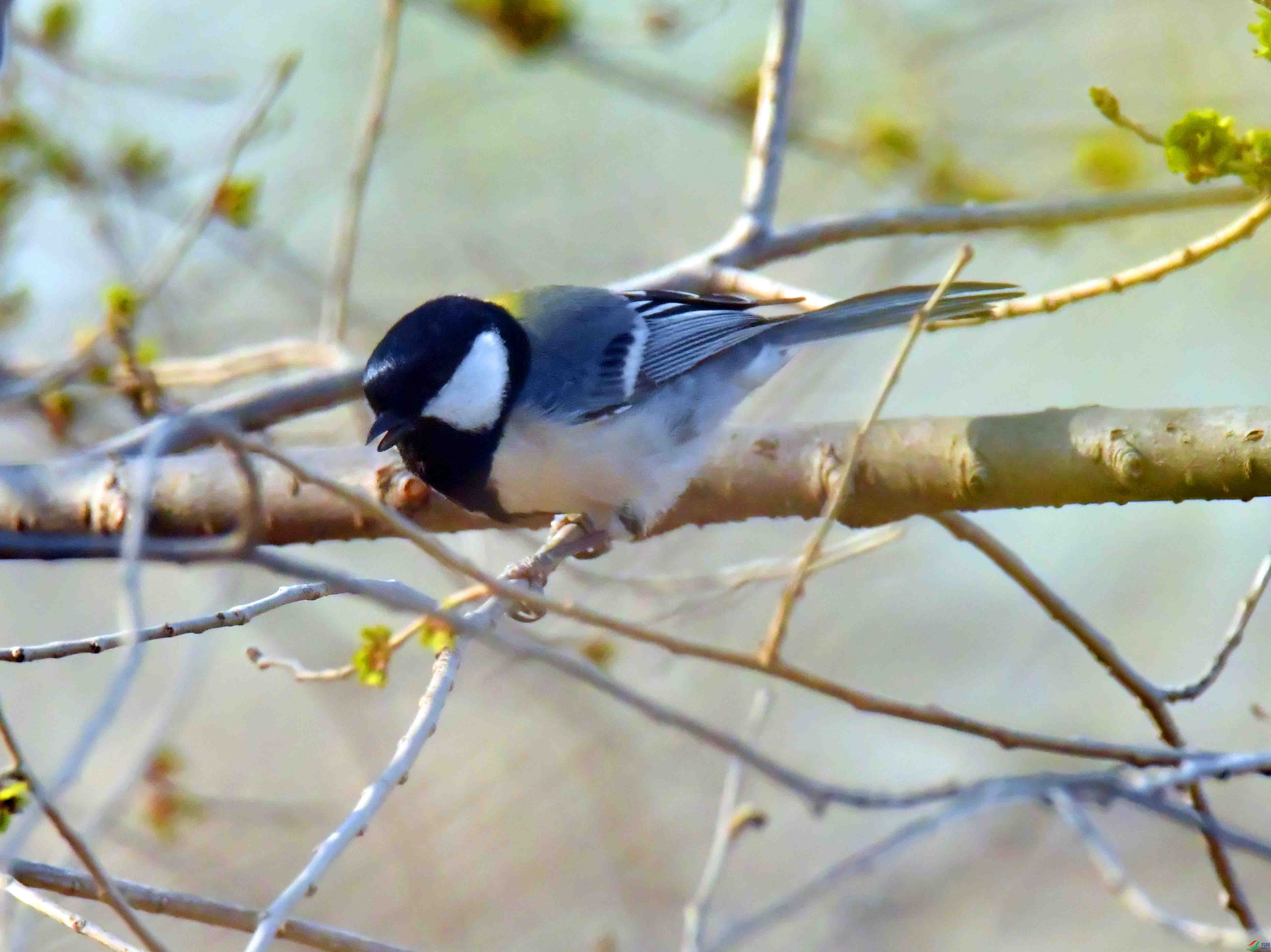 DSC_5171.JPG