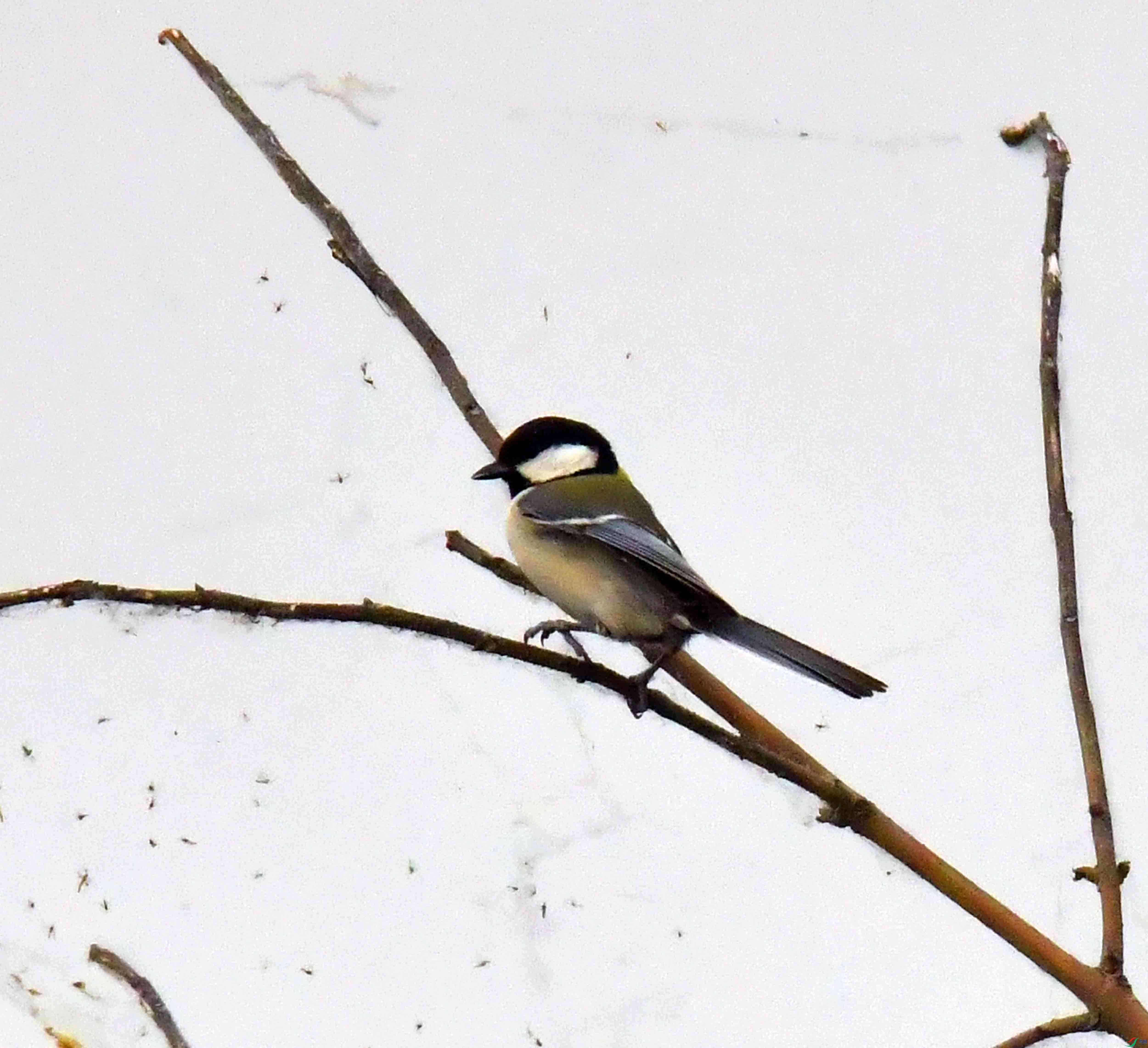 DSC_6294.JPG