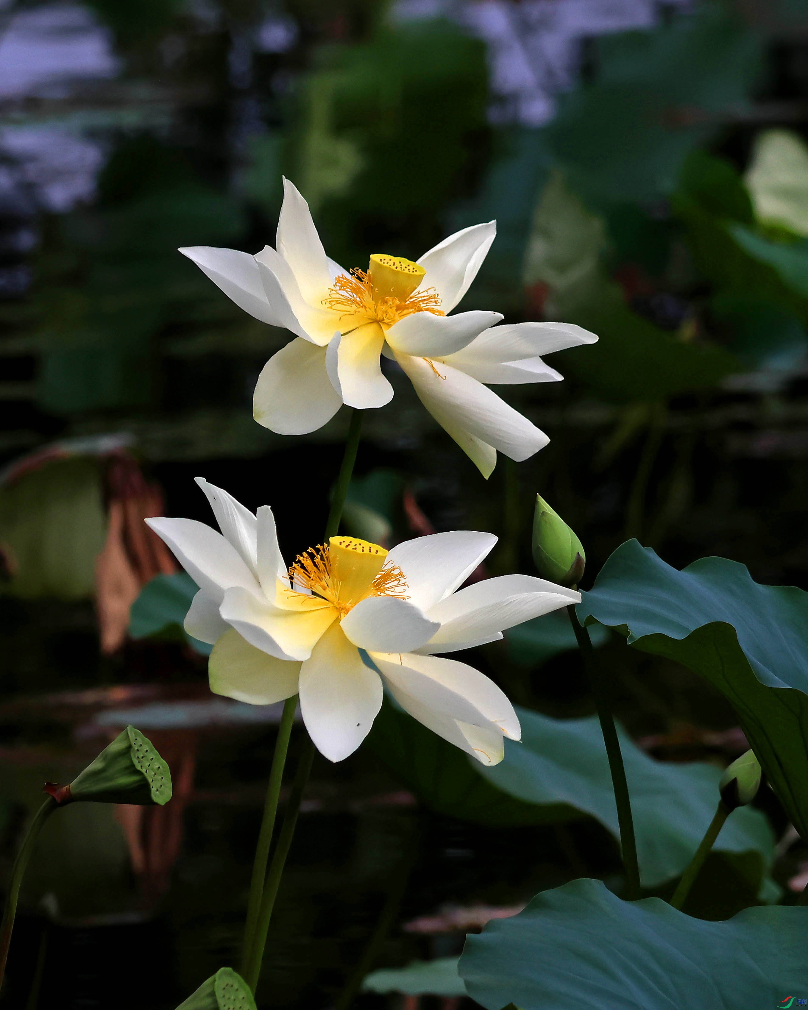 2G9A5555.JPG