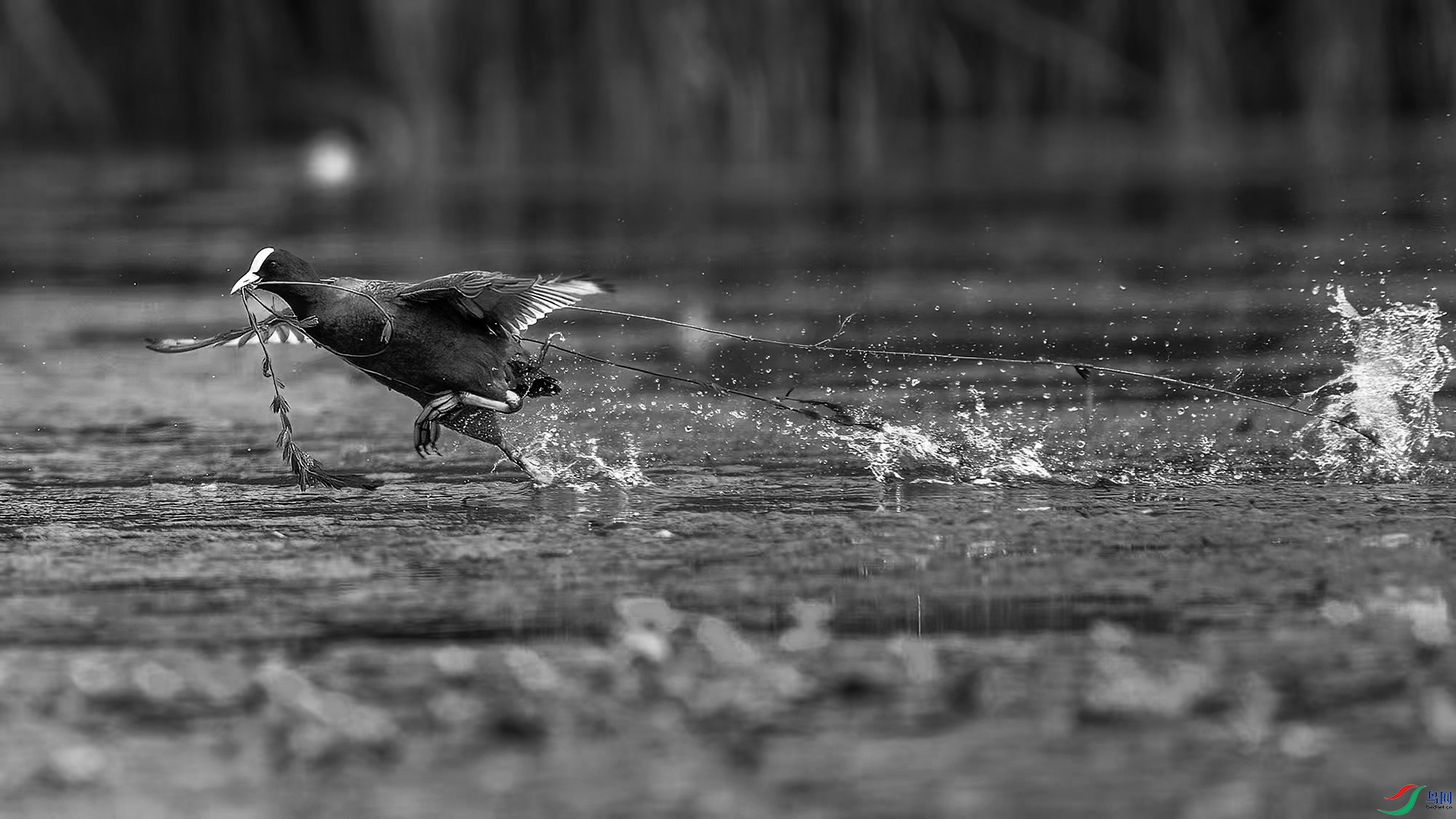 DSC_5315-20250619�� .jpg