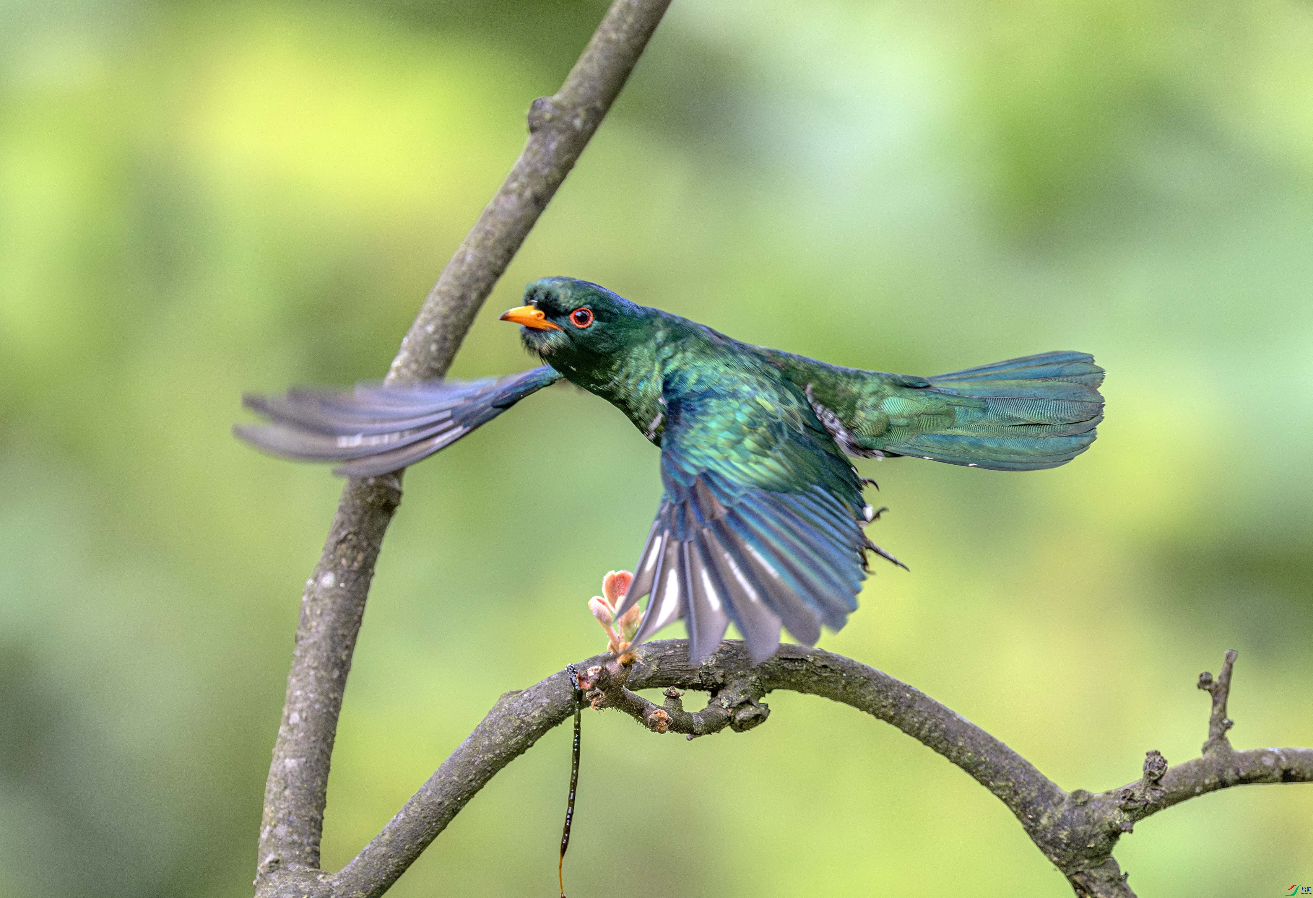 DSC_6981-����ǿ-NR ����.jpg