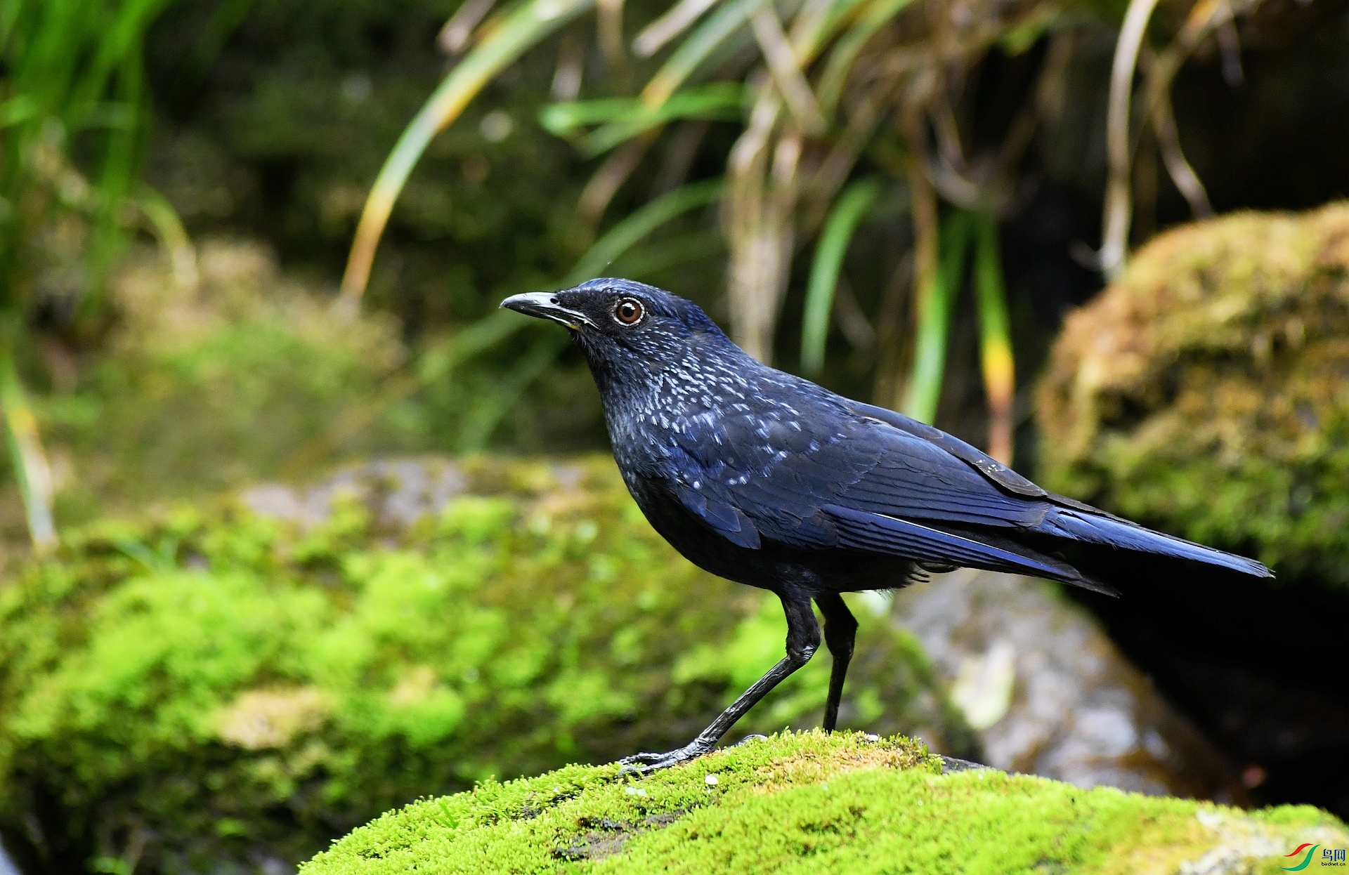 DSC_2342.jpg