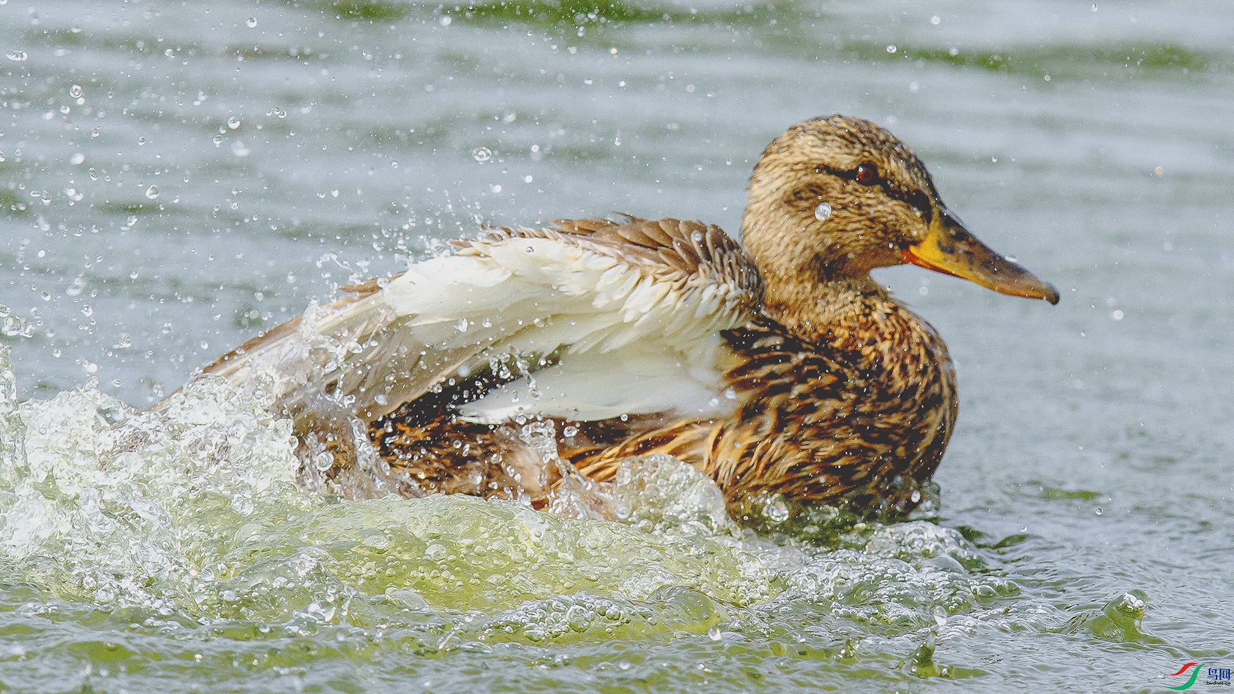 _MG_0498 ����.jpg