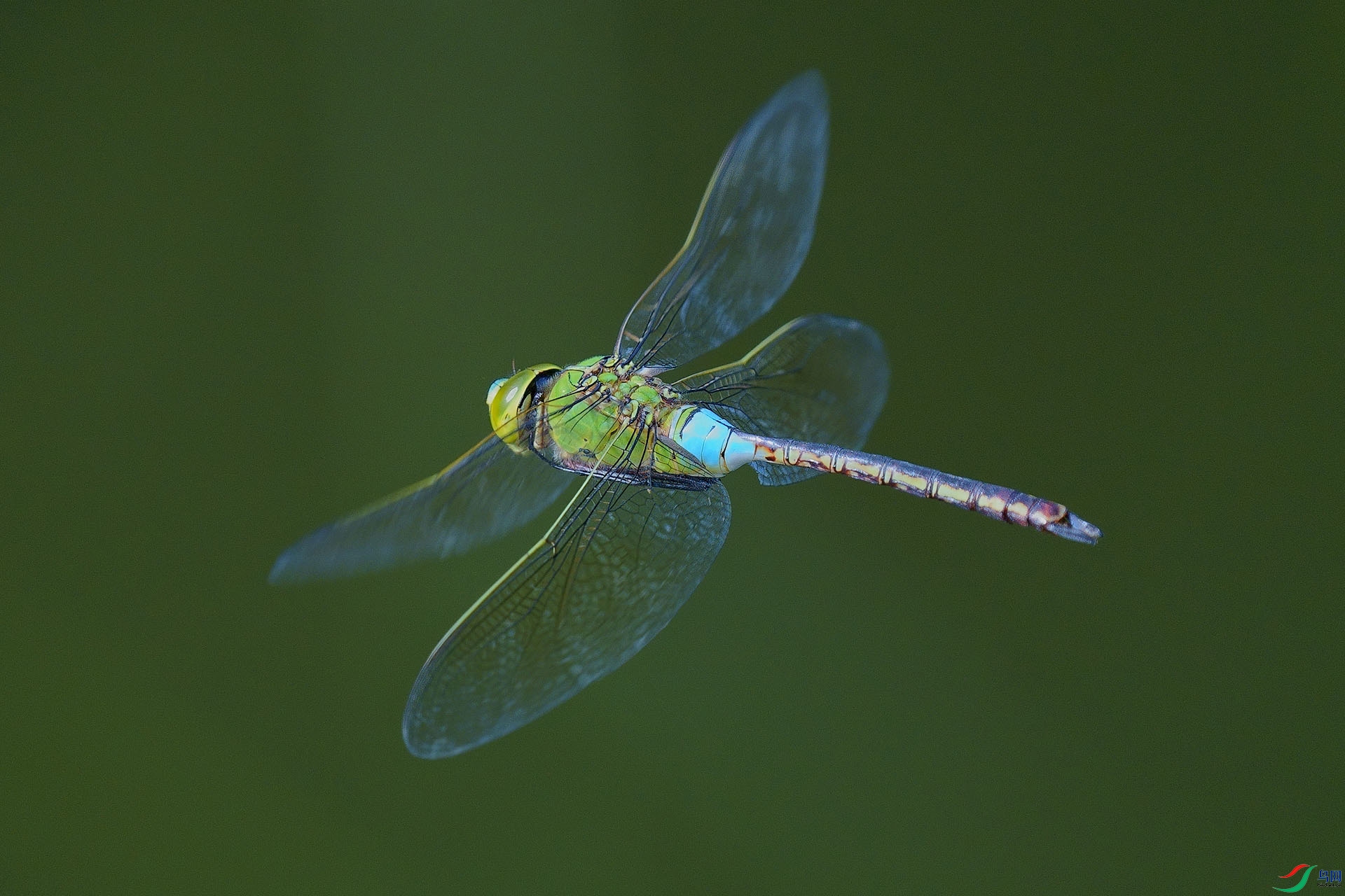 DSC01175-1.jpg