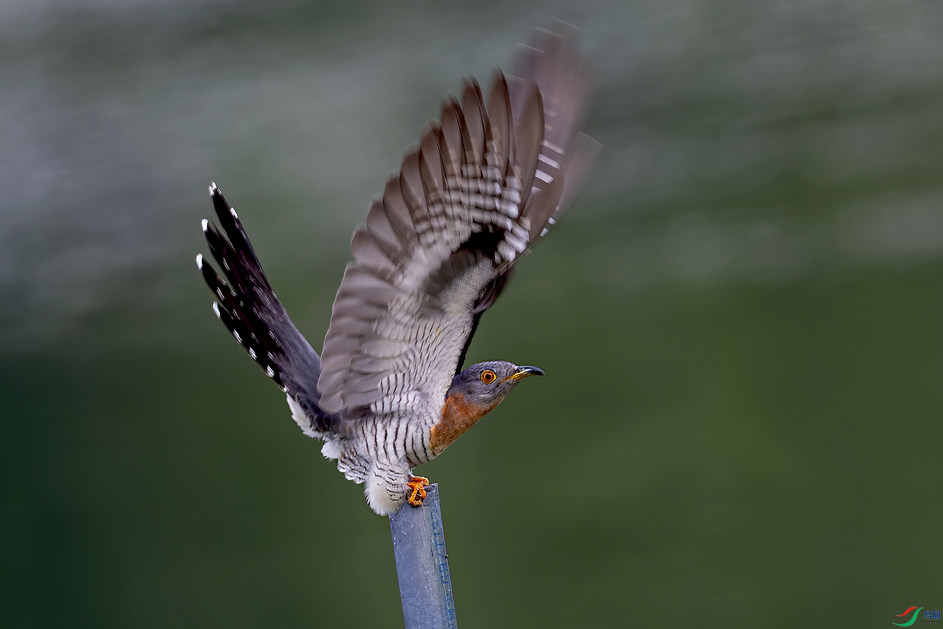 DSC_4317-.jpg